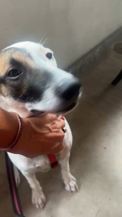 Enlarge Huichol, a Adoptable mixed breed in Los Angeles, CA video 5/6