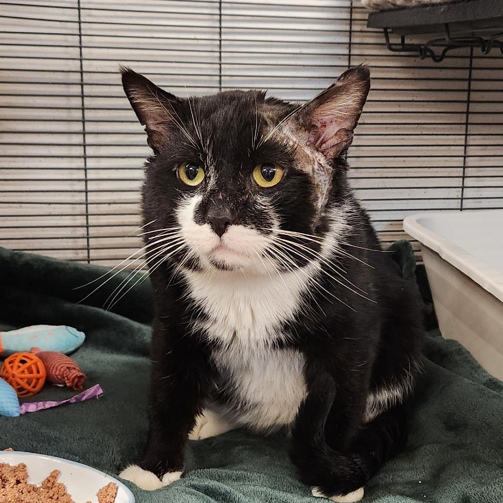 Andrew, Adoptable, Adult Male Domestic Short Hair.