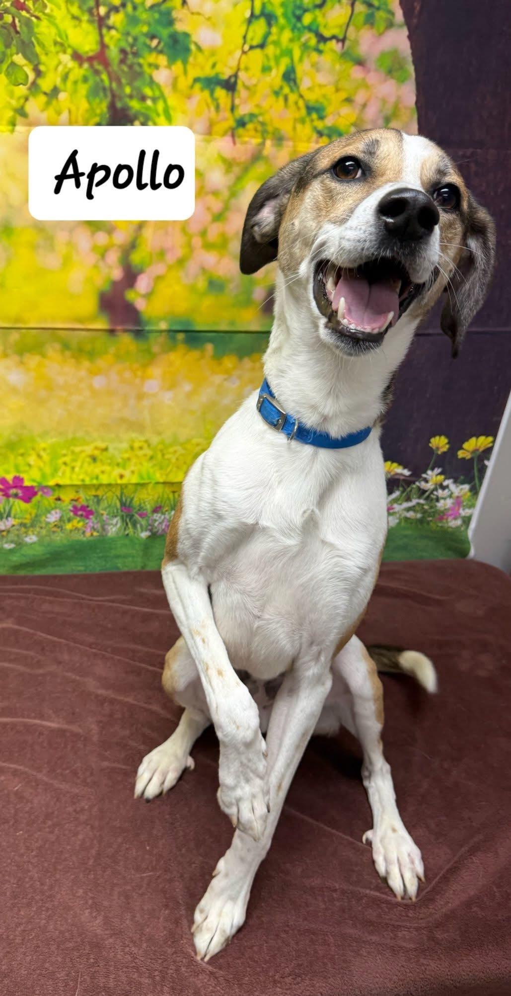 Enlarge Apollo, a ADOPTABLE mixed breed in Urbana, OH image 1/1