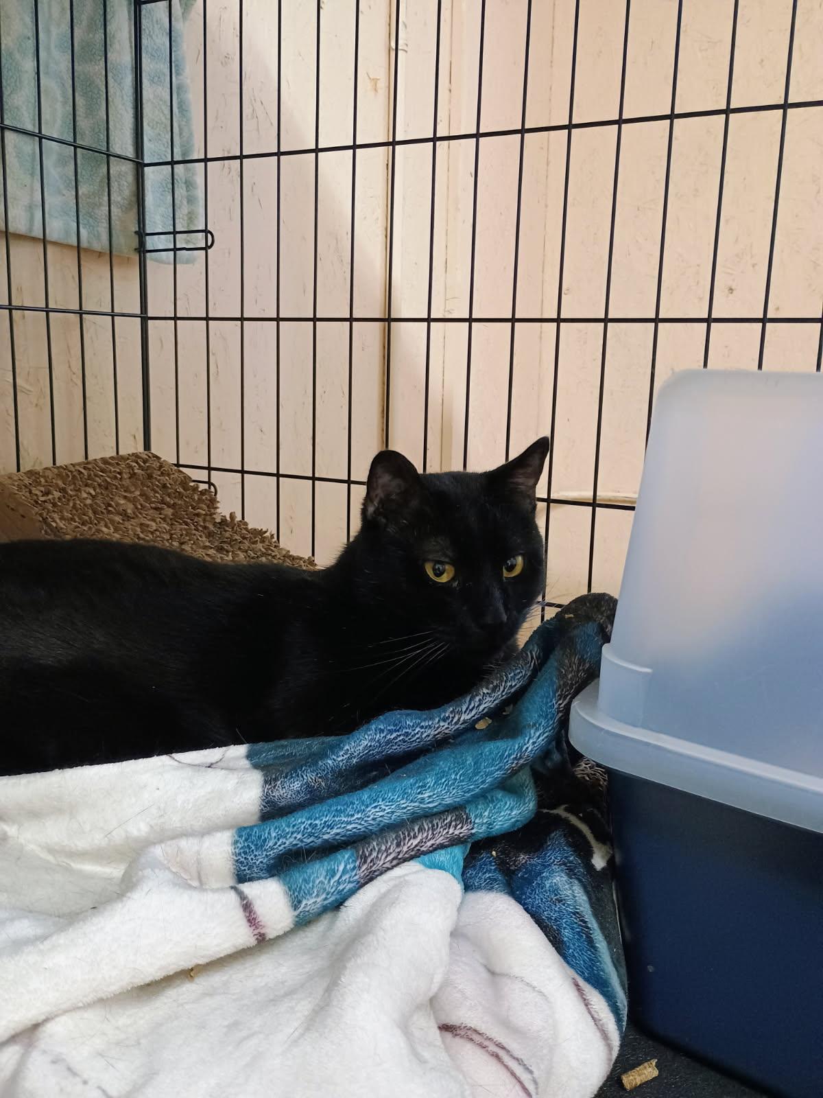 Jello, a Adoptable mixed breed in Sherwood, OR image 2/5