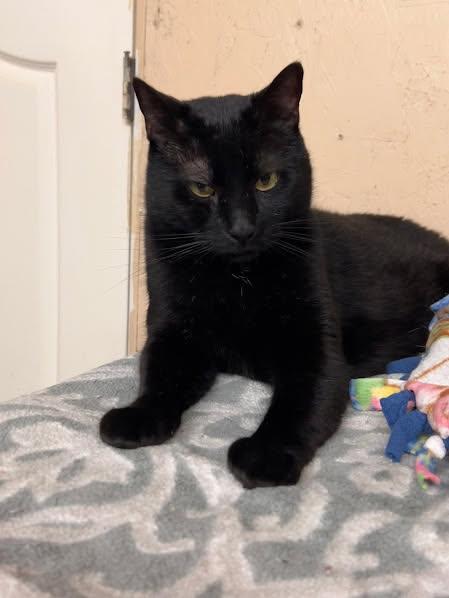 Jello, a Adoptable mixed breed in Sherwood, OR image 5/5