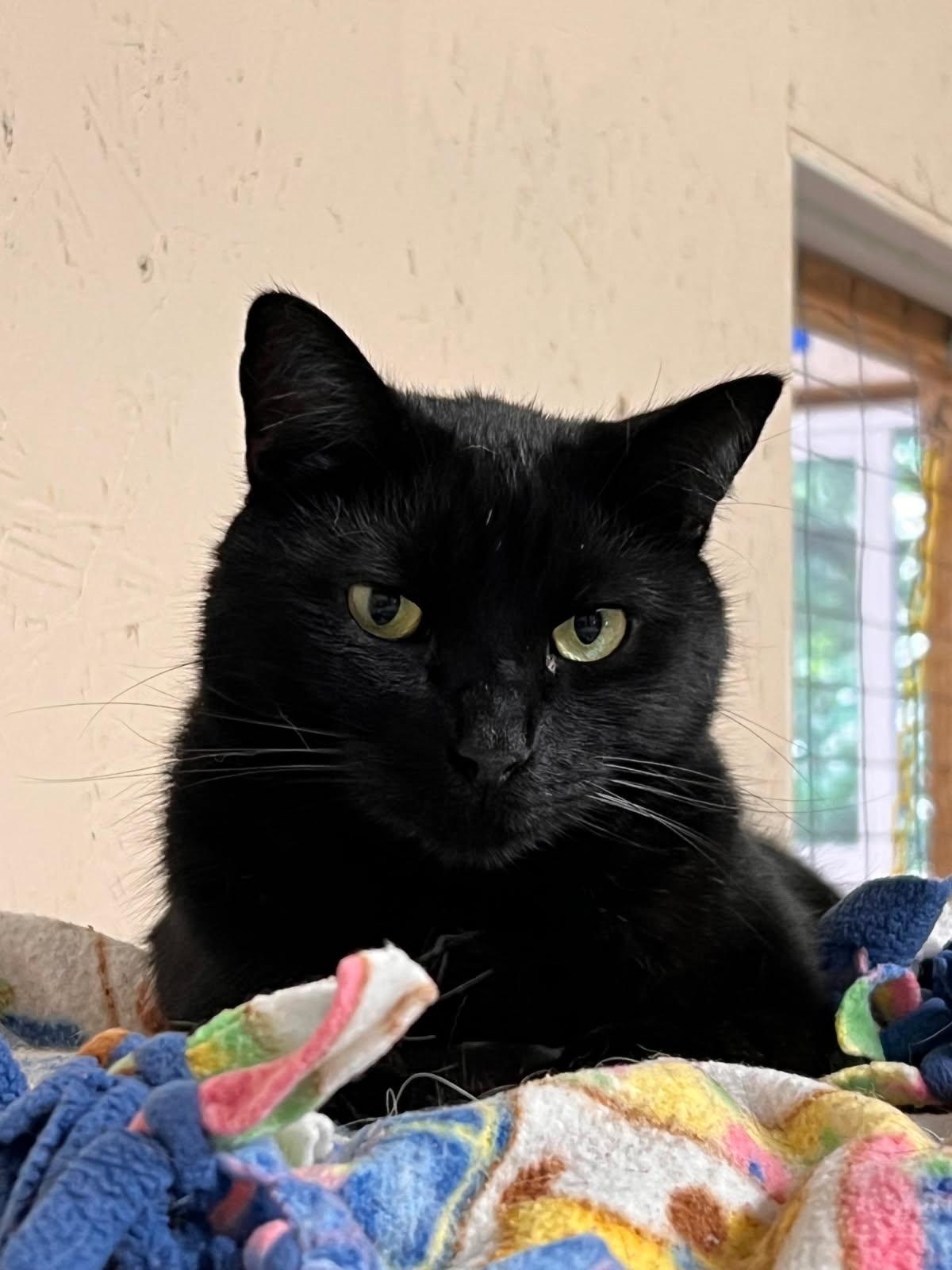 Jello, a Adoptable mixed breed in Sherwood, OR image 1/5