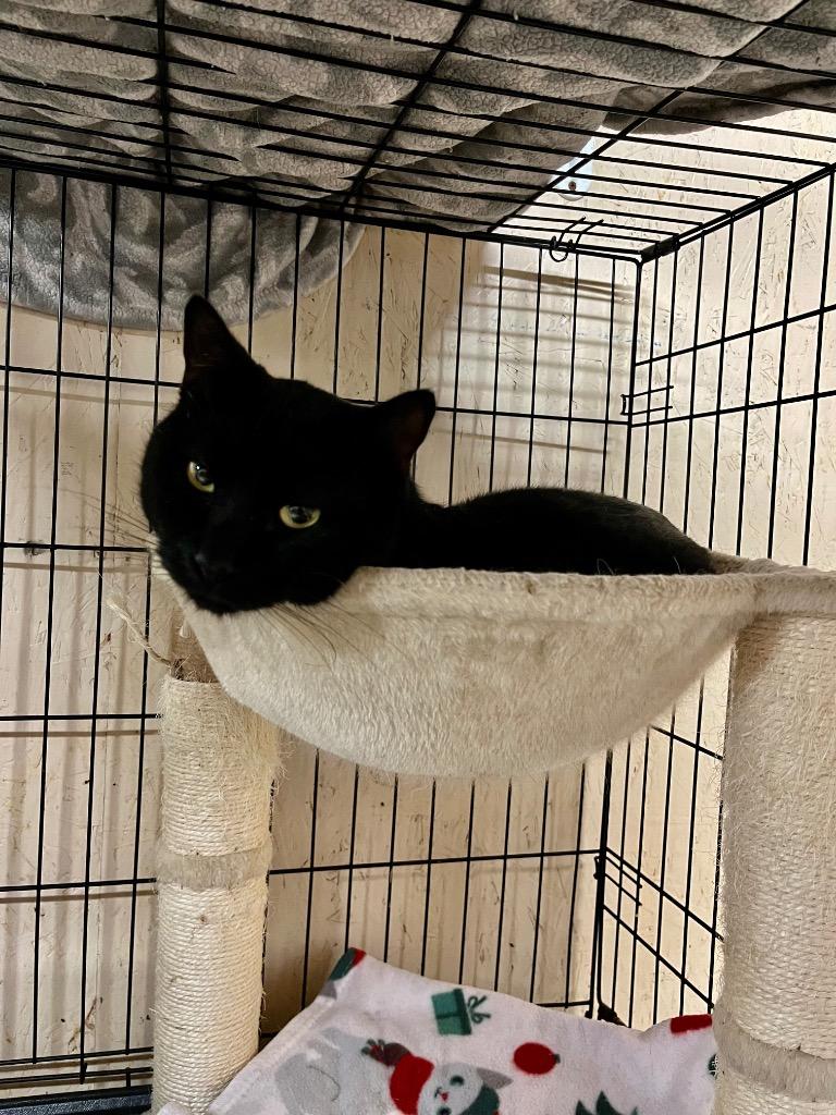 Jello, a Adoptable mixed breed in Sherwood, OR image 4/5