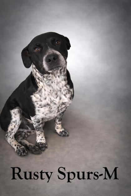Rusty Spurs, Adoptable, Adult Male Cattle Dog & Mixed Breed.