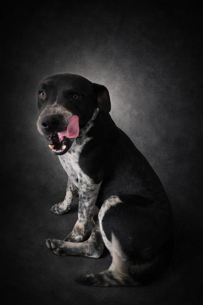 Enlarge Rusty Spurs, a Adoptable mixed breed in Guntersville, AL image 2/2