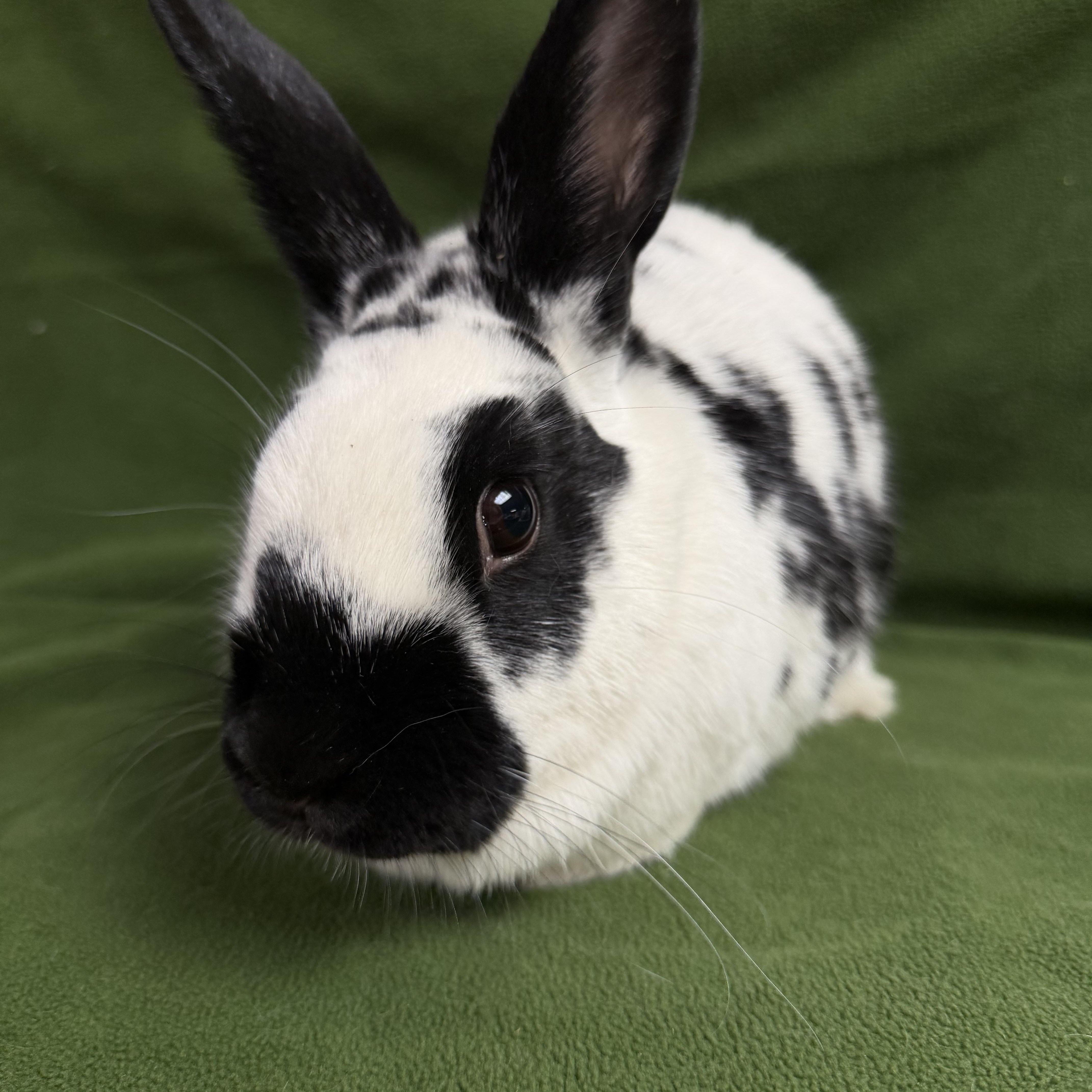 Enlarge Elektra: video!!, an adopted English Spot in Edinburg, PA image 4/6