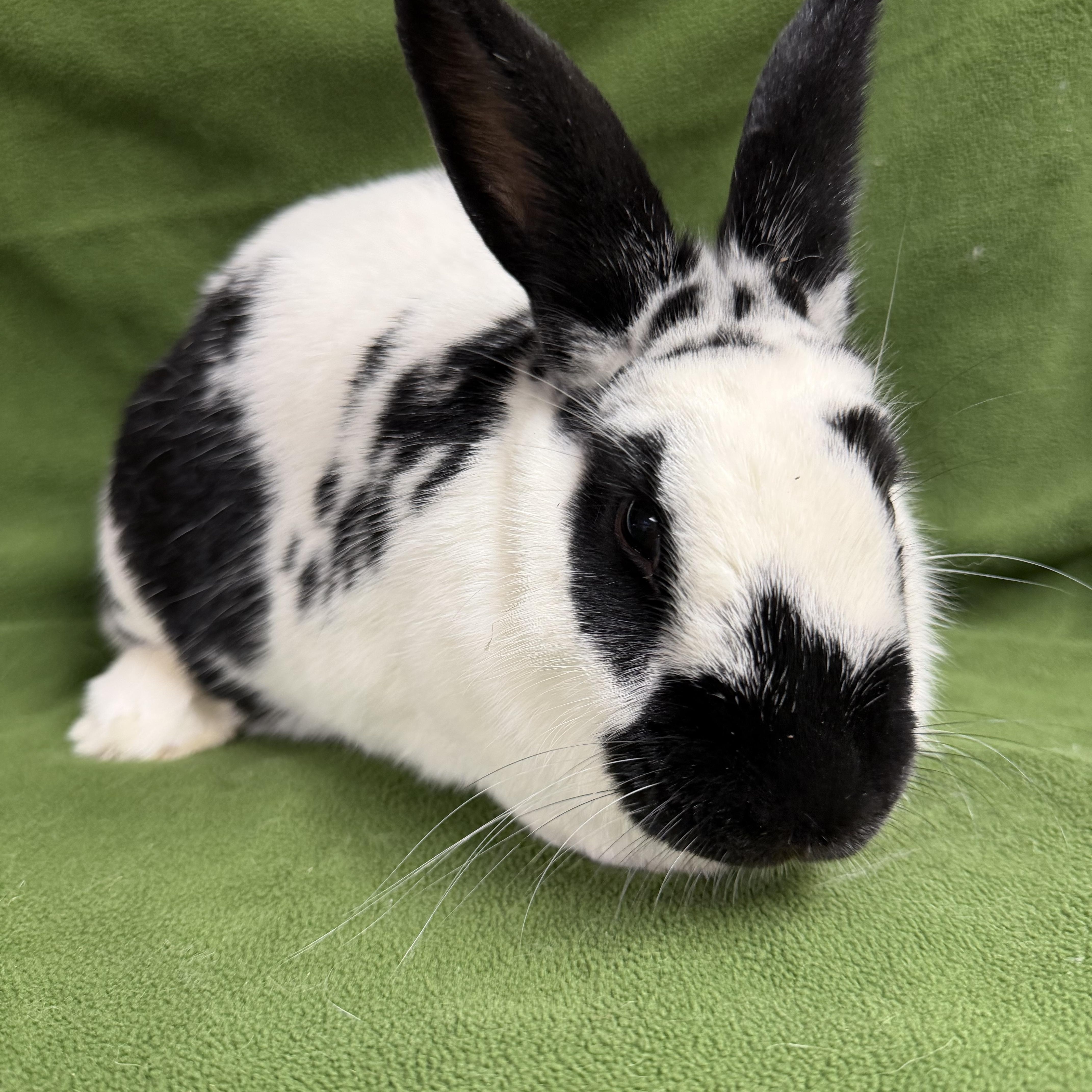 Enlarge Elektra: video!!, an adopted English Spot in Edinburg, PA image 1/6