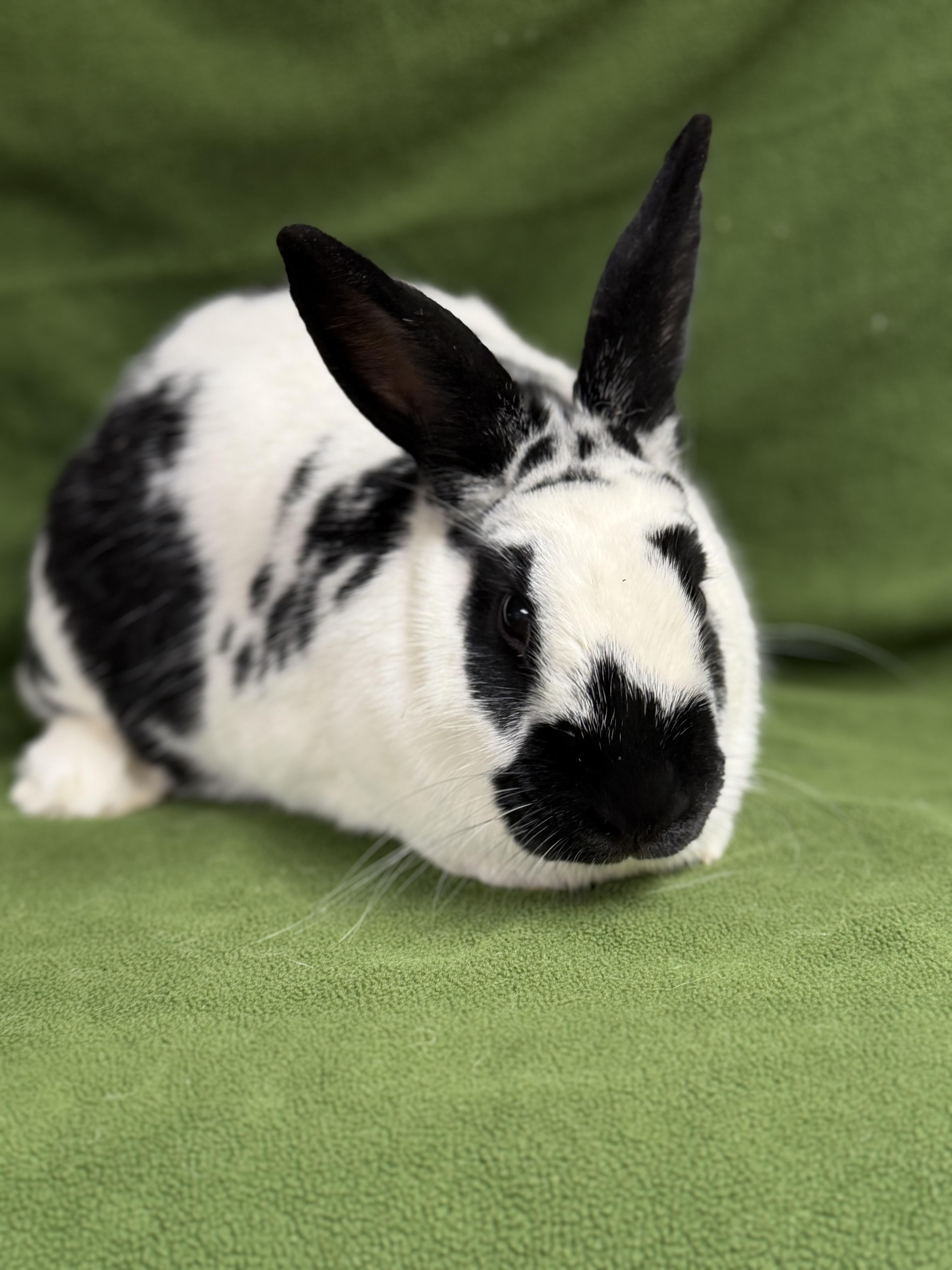 Enlarge Elektra: video!!, an adopted English Spot in Edinburg, PA image 3/6