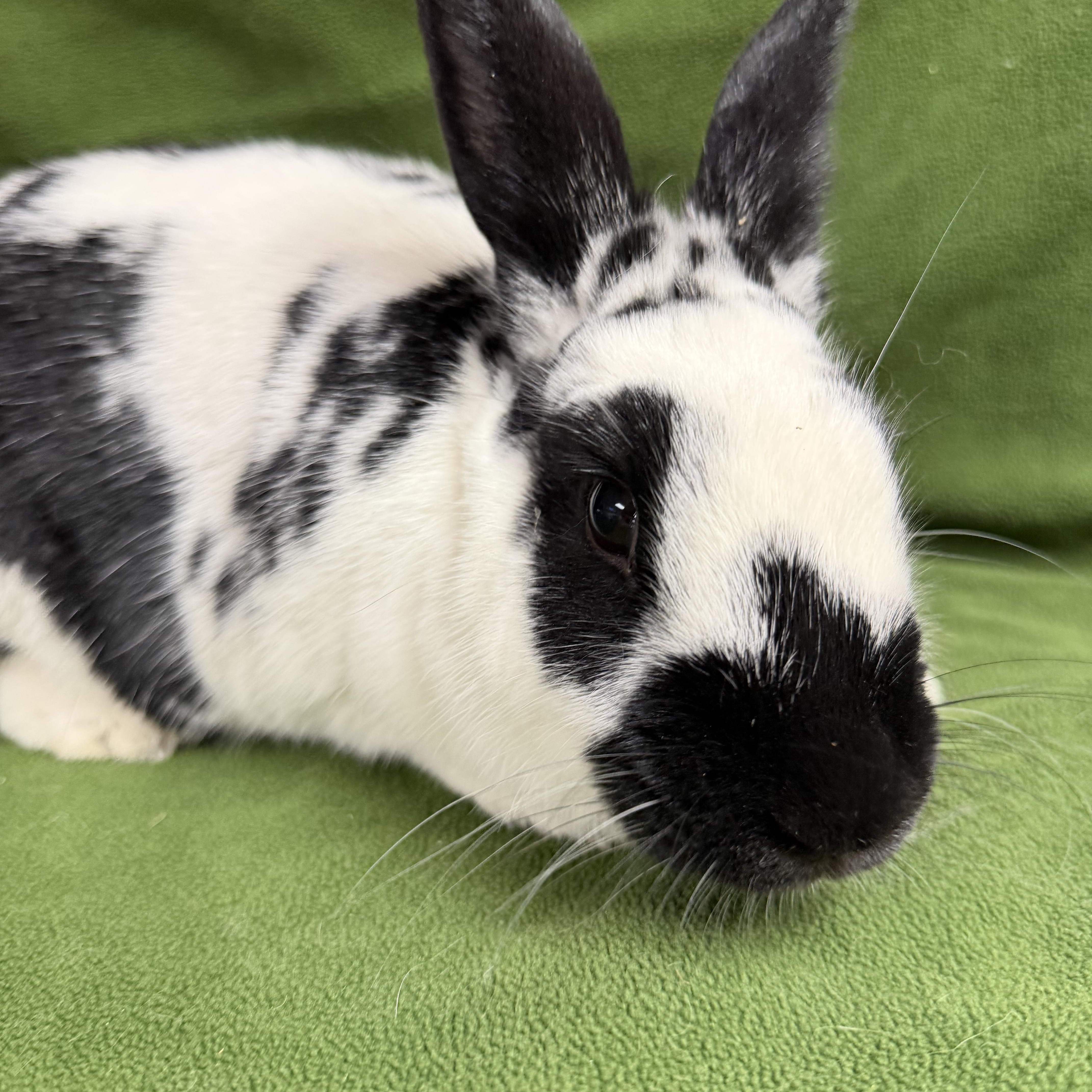 Enlarge Elektra: video!!, an adopted English Spot in Edinburg, PA image 2/6