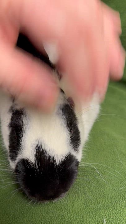 Enlarge Elektra: video!!, an adopted English Spot in Edinburg, PA video 5/6