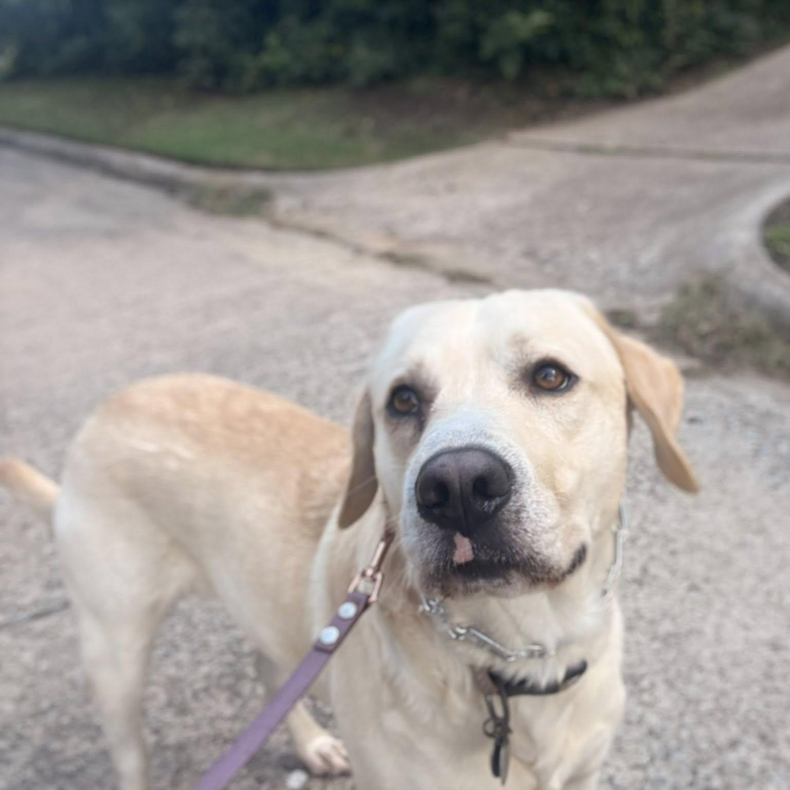 Marley Joe thumbnail 3