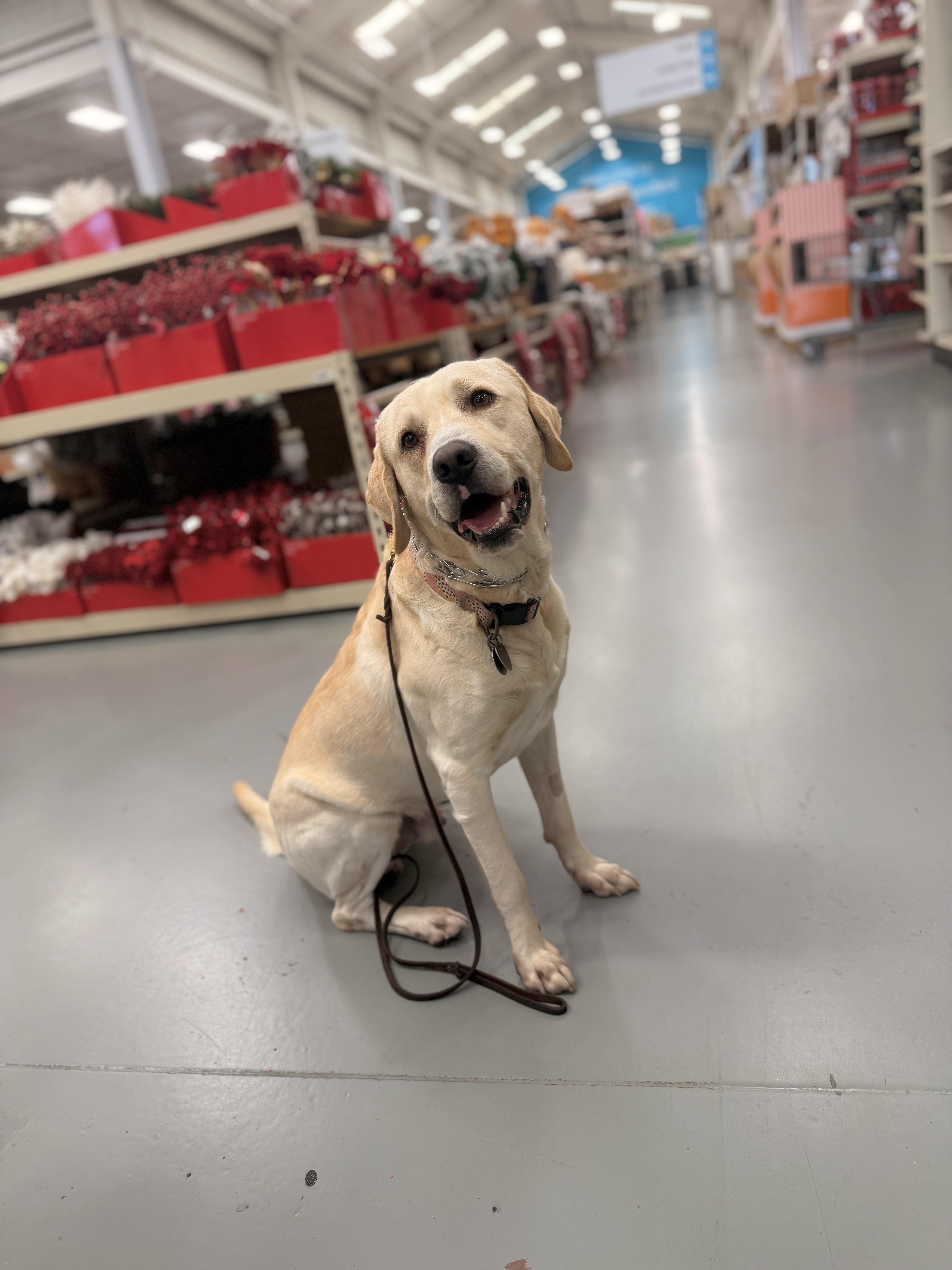 Marley Joe thumbnail 5