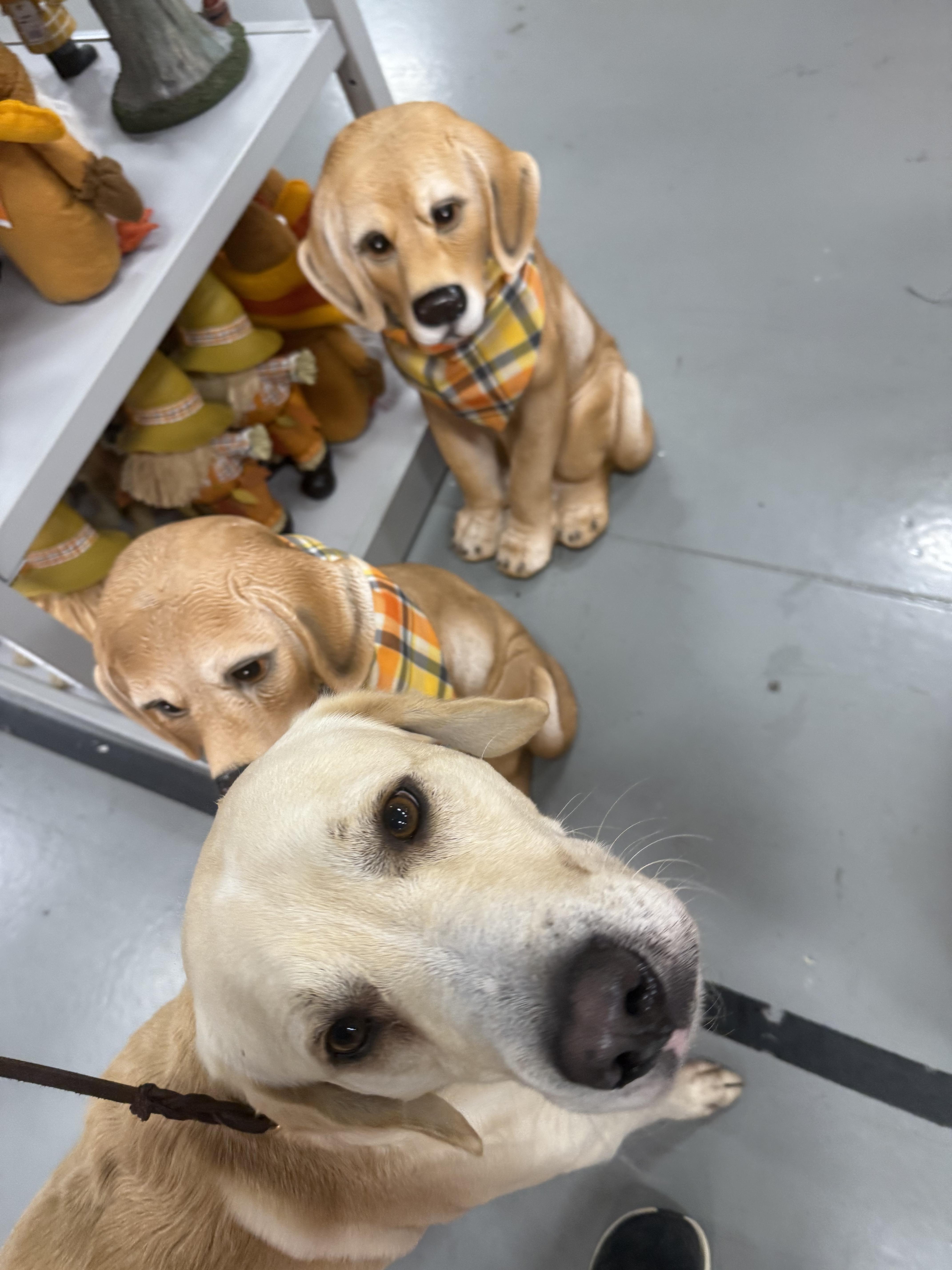 Marley Joe thumbnail 6