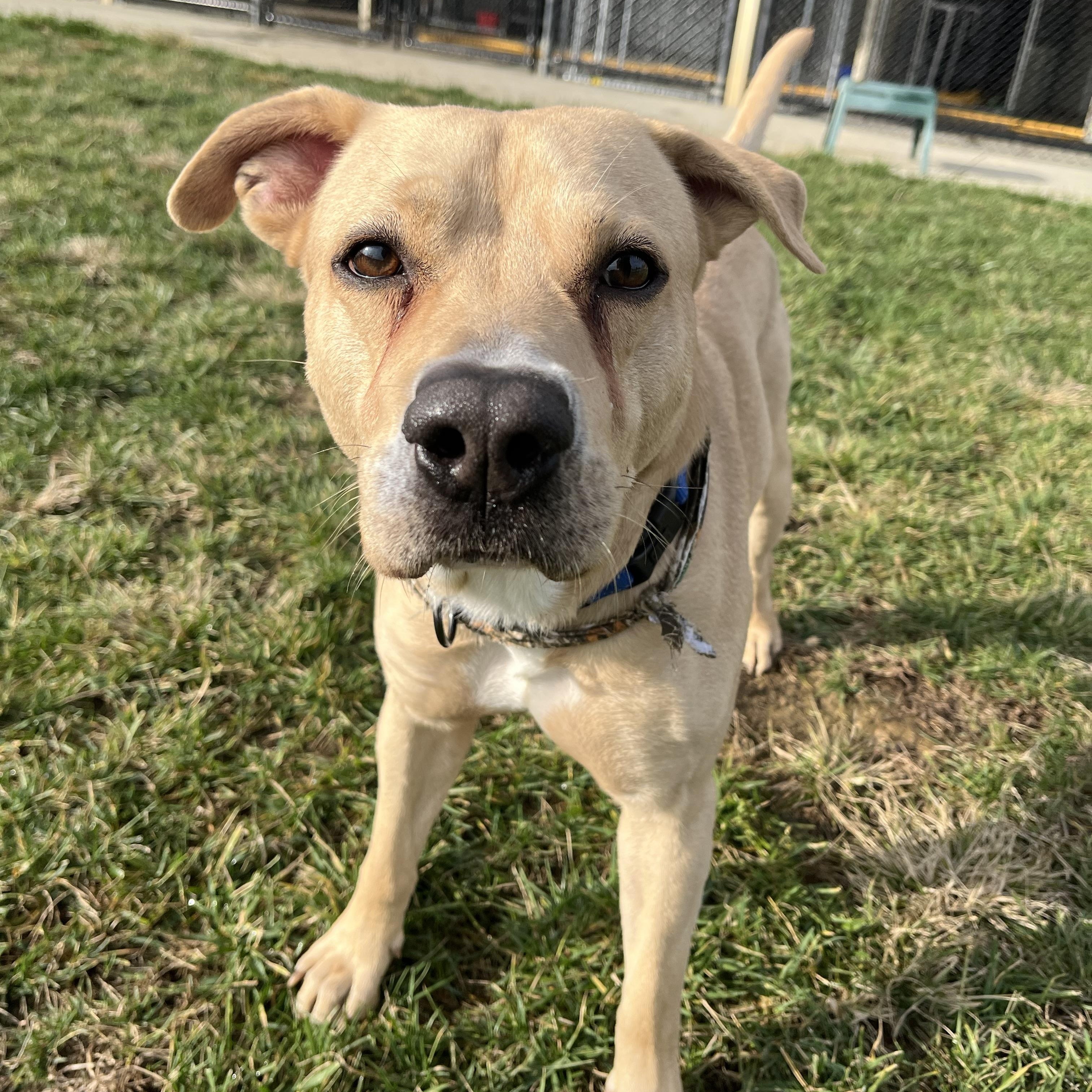 Enlarge Twizzler, an adoptable mixed breed in Monroe, OH image 5/5