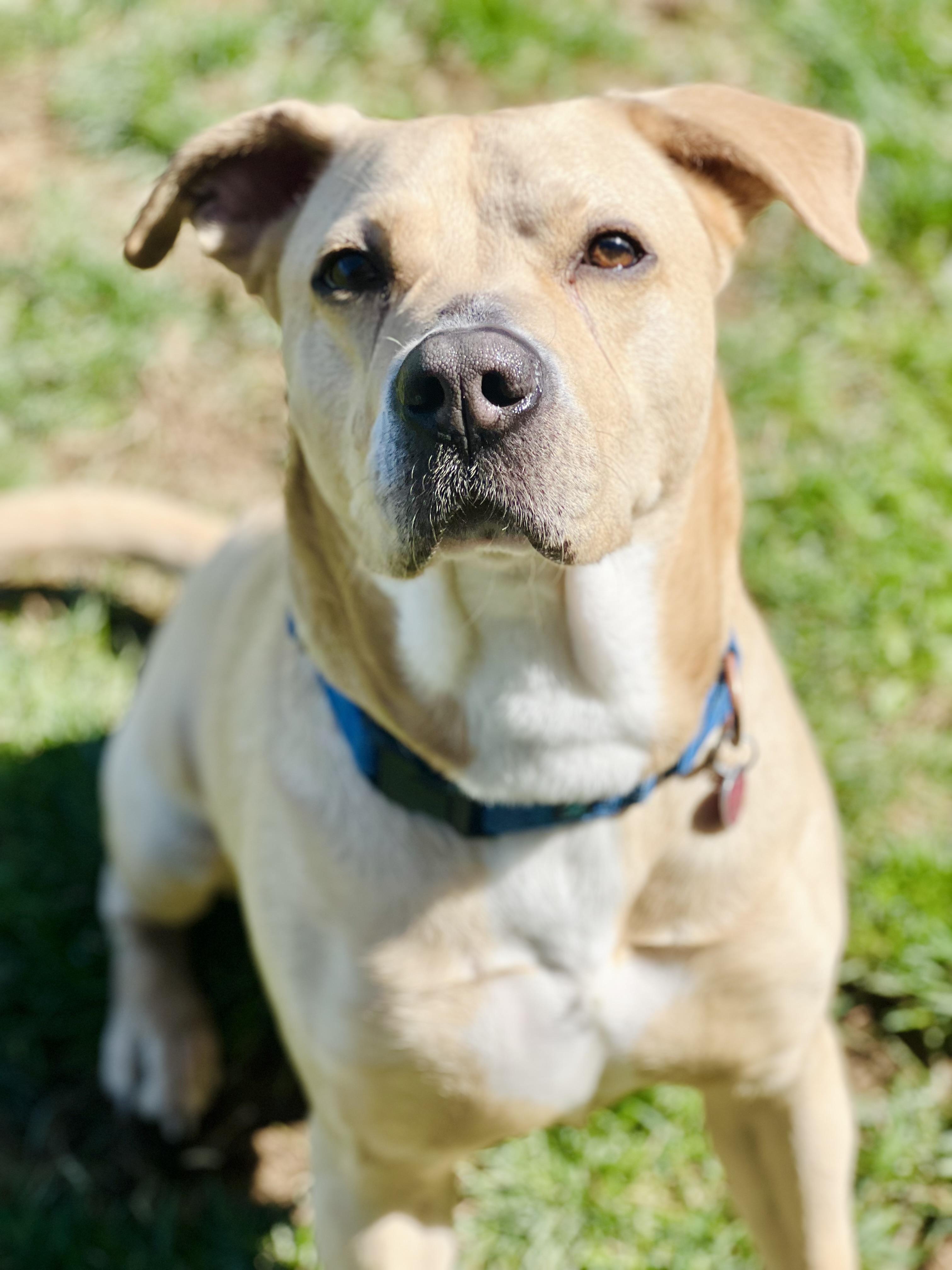 Enlarge Twizzler, an adoptable mixed breed in Monroe, OH image 2/6
