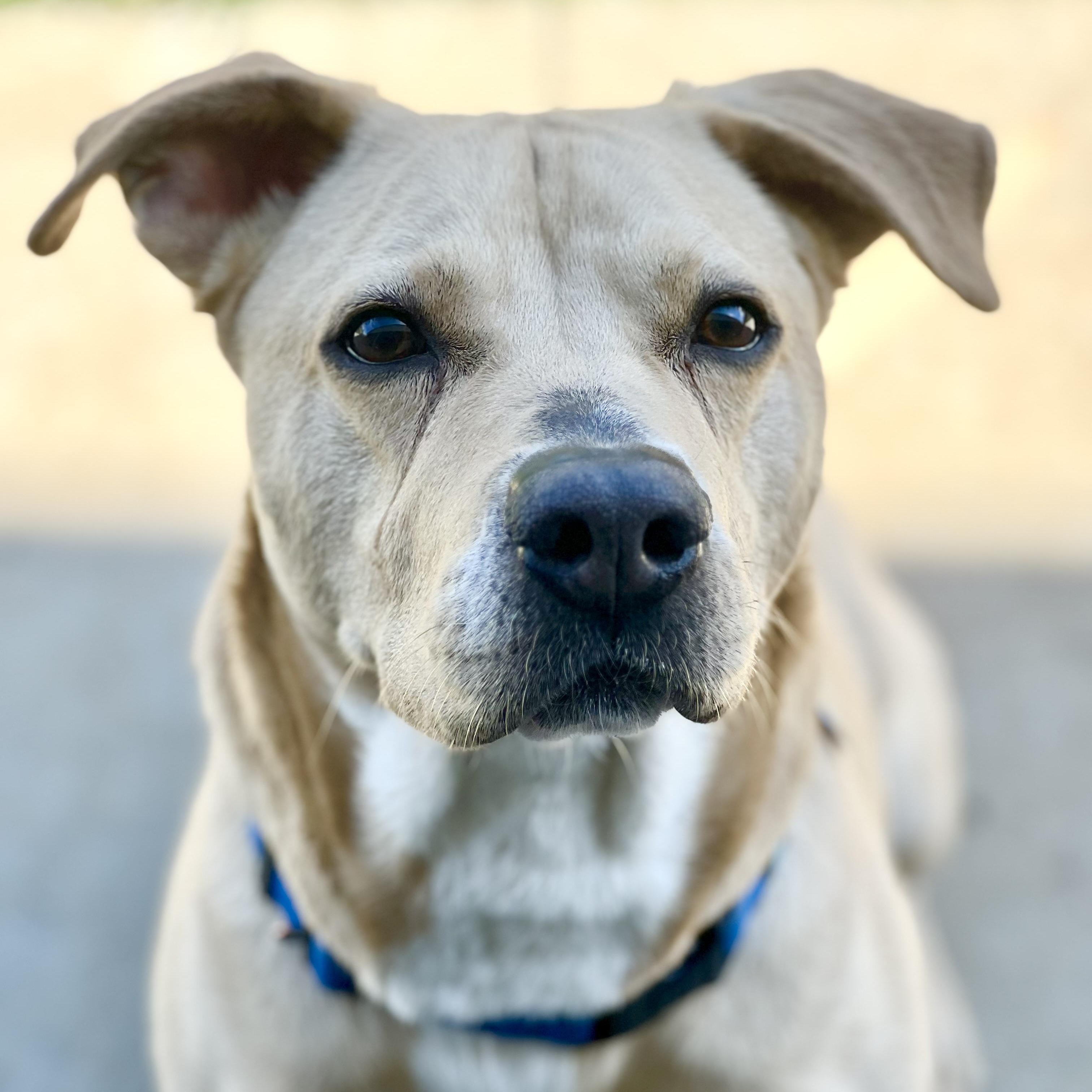 Twizzler, adoptable, Adult Male Yellow Labrador Retriever.