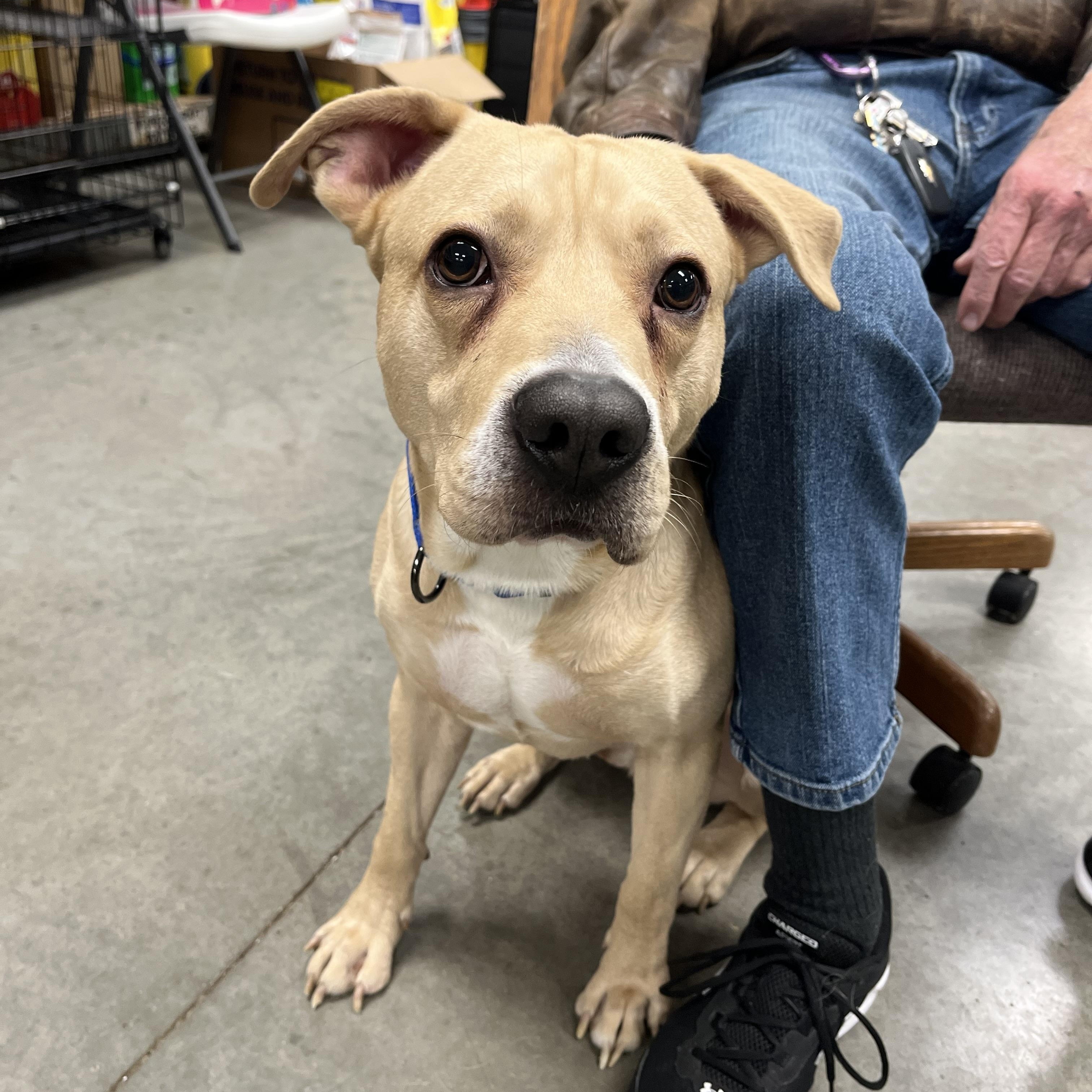 Enlarge Twizzler, an adoptable mixed breed in Monroe, OH image 2/5