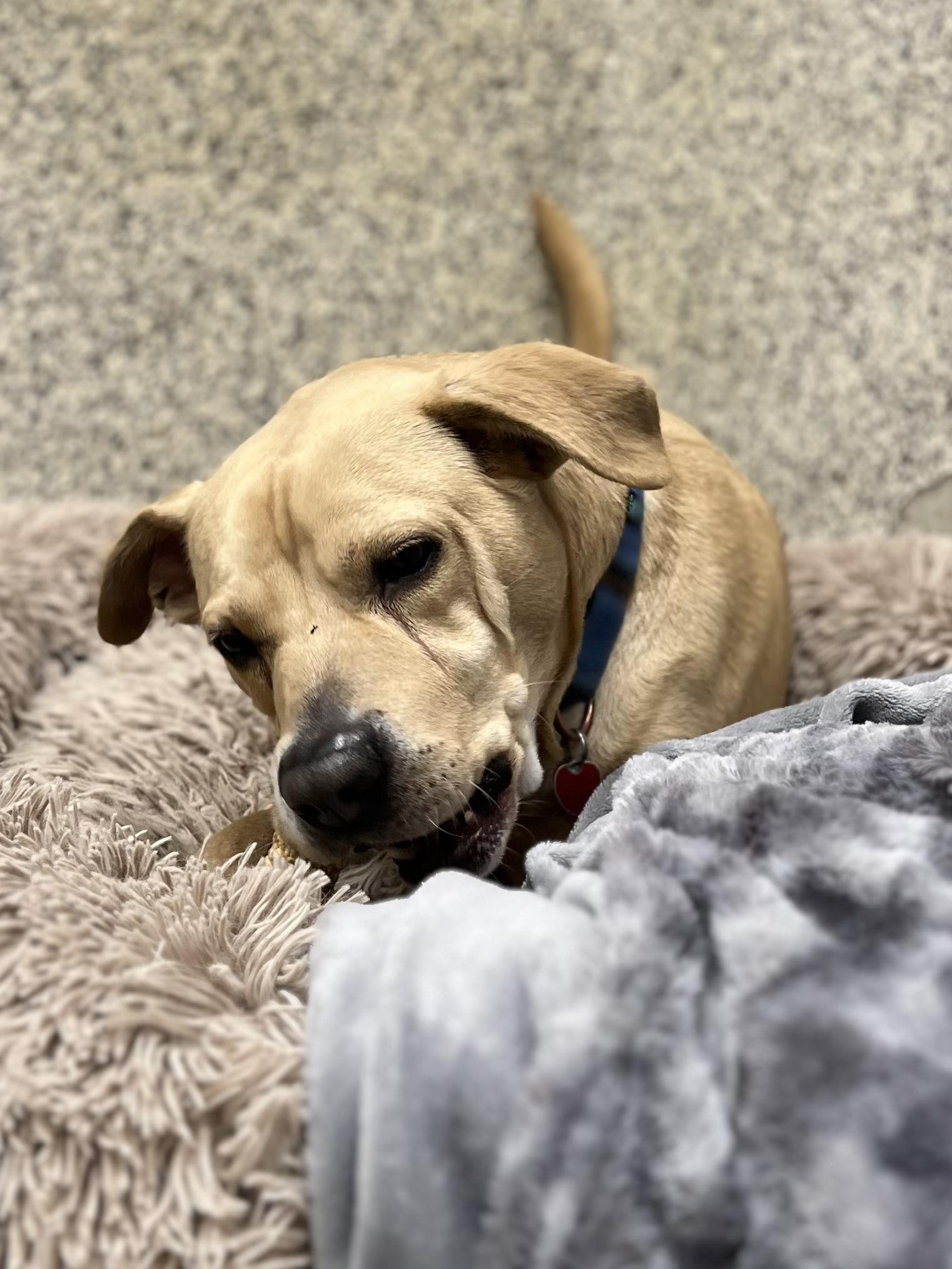 Enlarge Twizzler, an adoptable mixed breed in Monroe, OH image 3/6