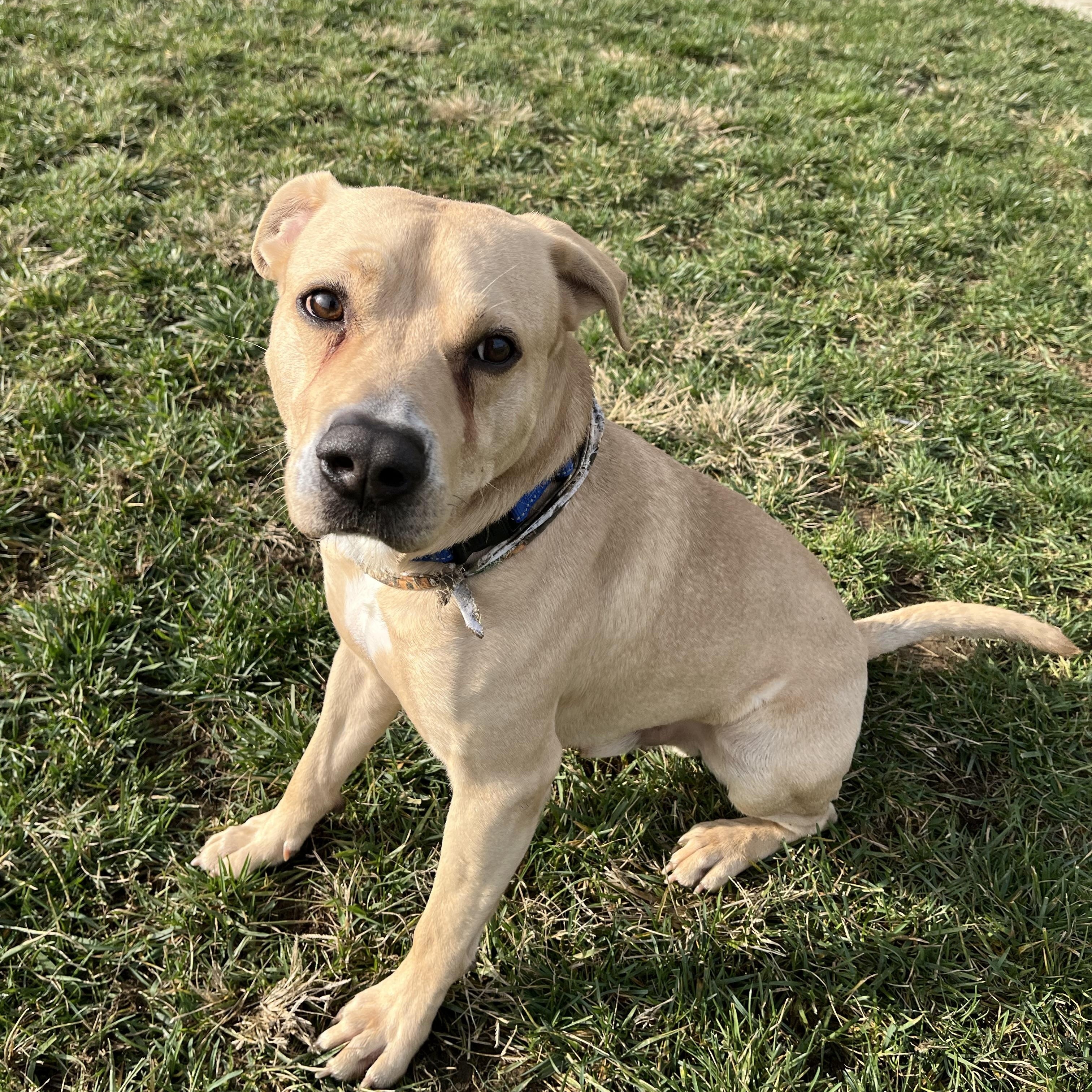 Enlarge Twizzler, an adoptable mixed breed in Monroe, OH image 4/5