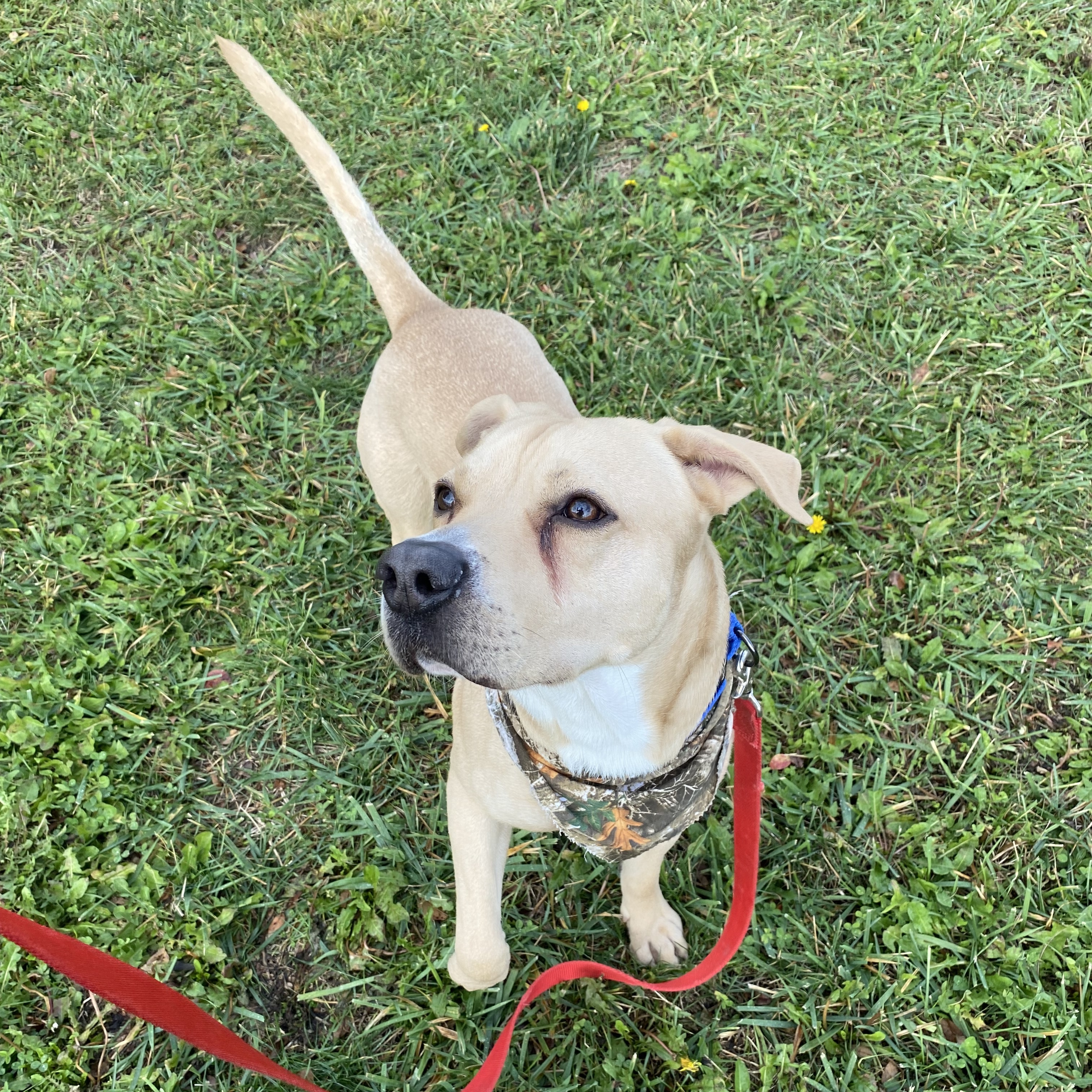 Enlarge Twizzler, an adoptable mixed breed in Monroe, OH image 3/5