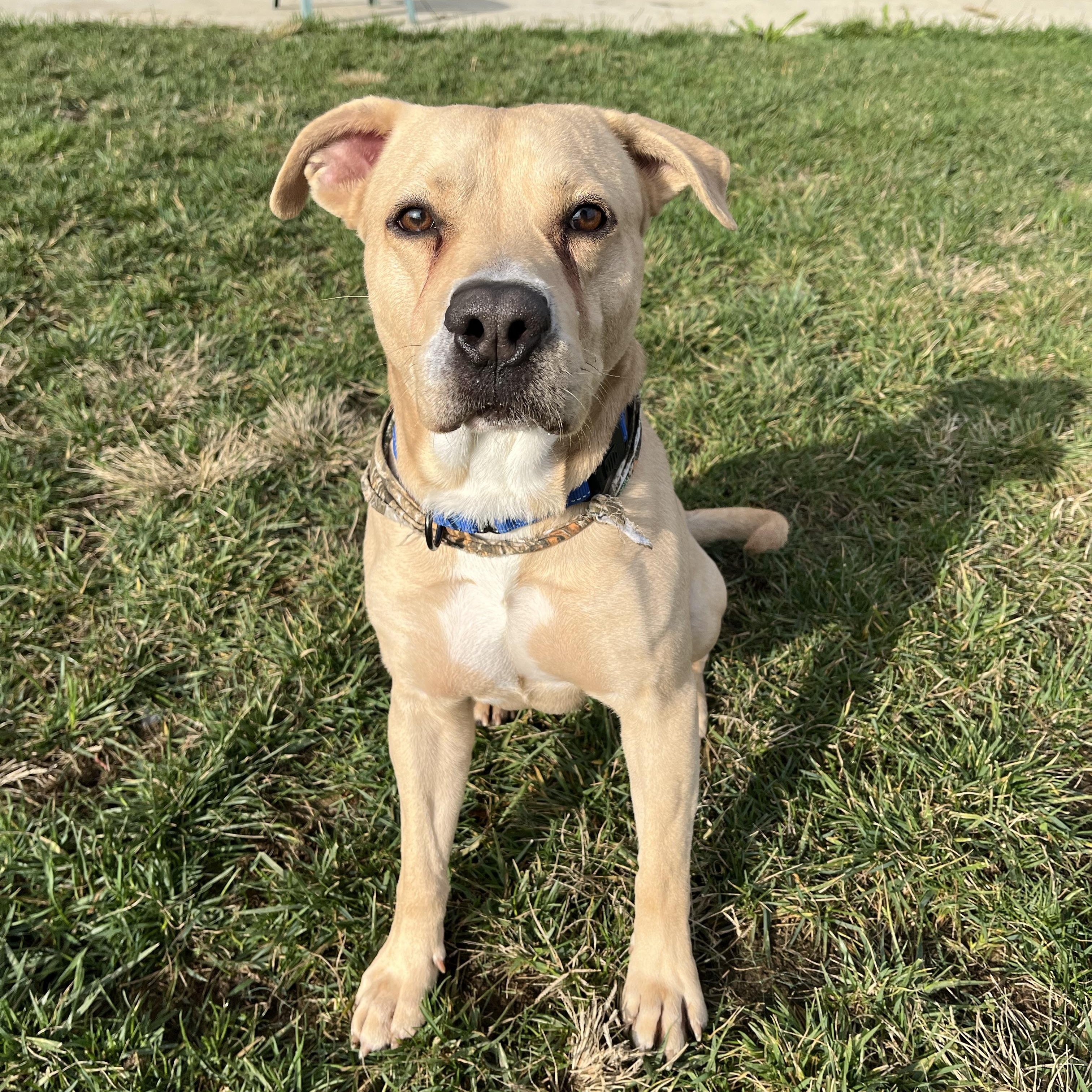 Twizzler, Adult Male Yellow Labrador Retriever