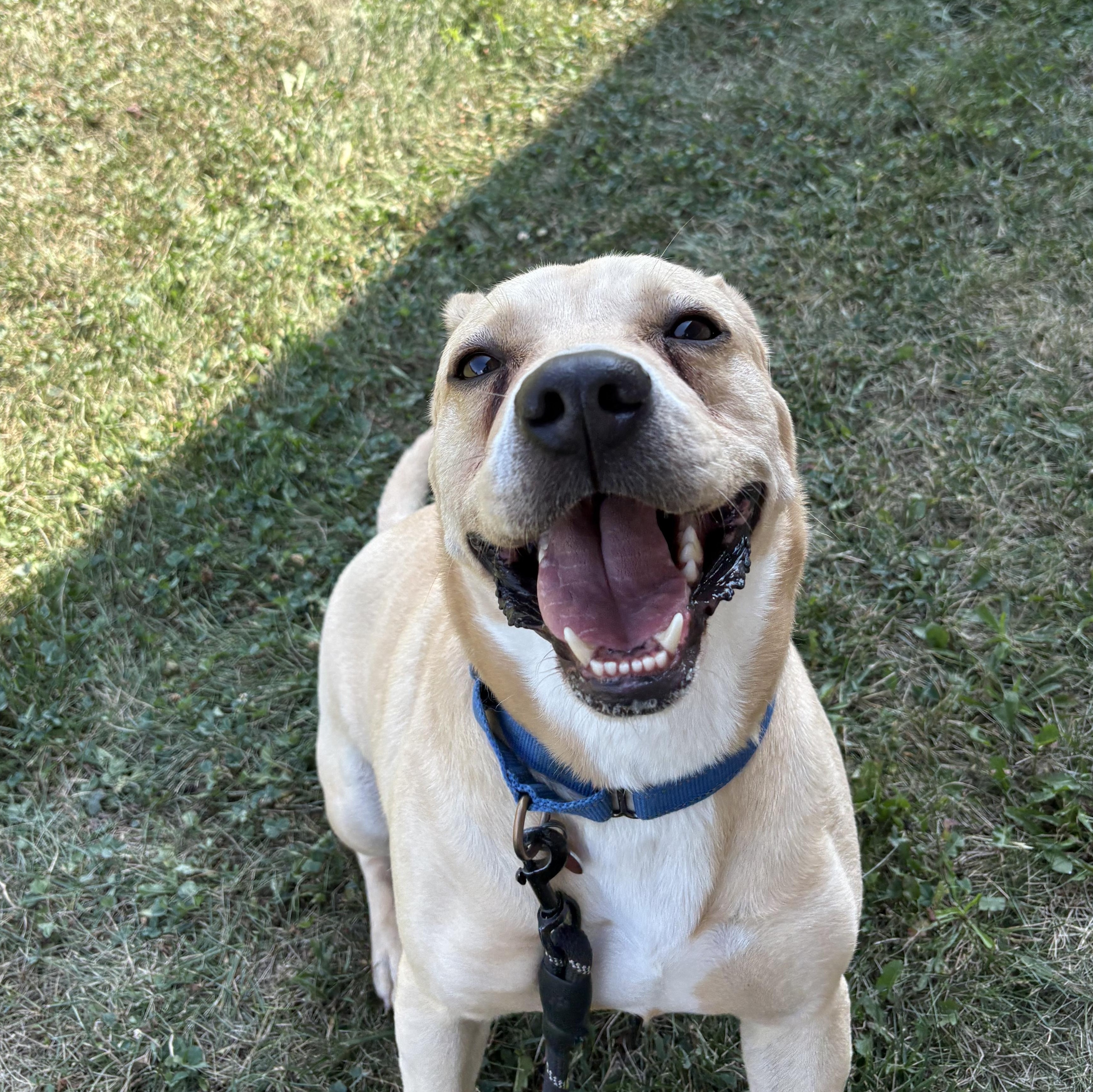 Twizzler, adoptable, Adult Male Yellow Labrador Retriever.