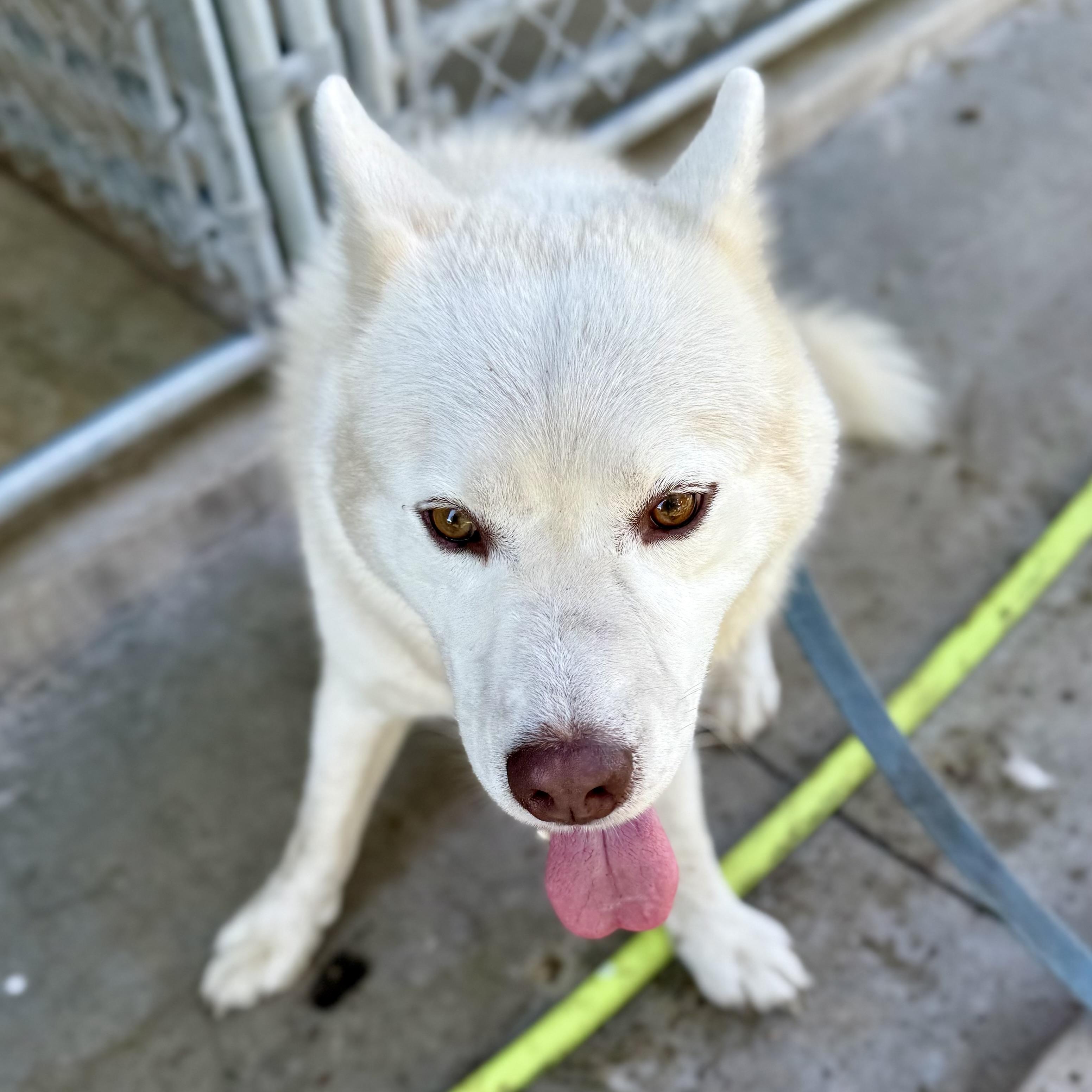 Rango, an adoptable Pomsky in Albany, MO, 64402 | Photo Image 1