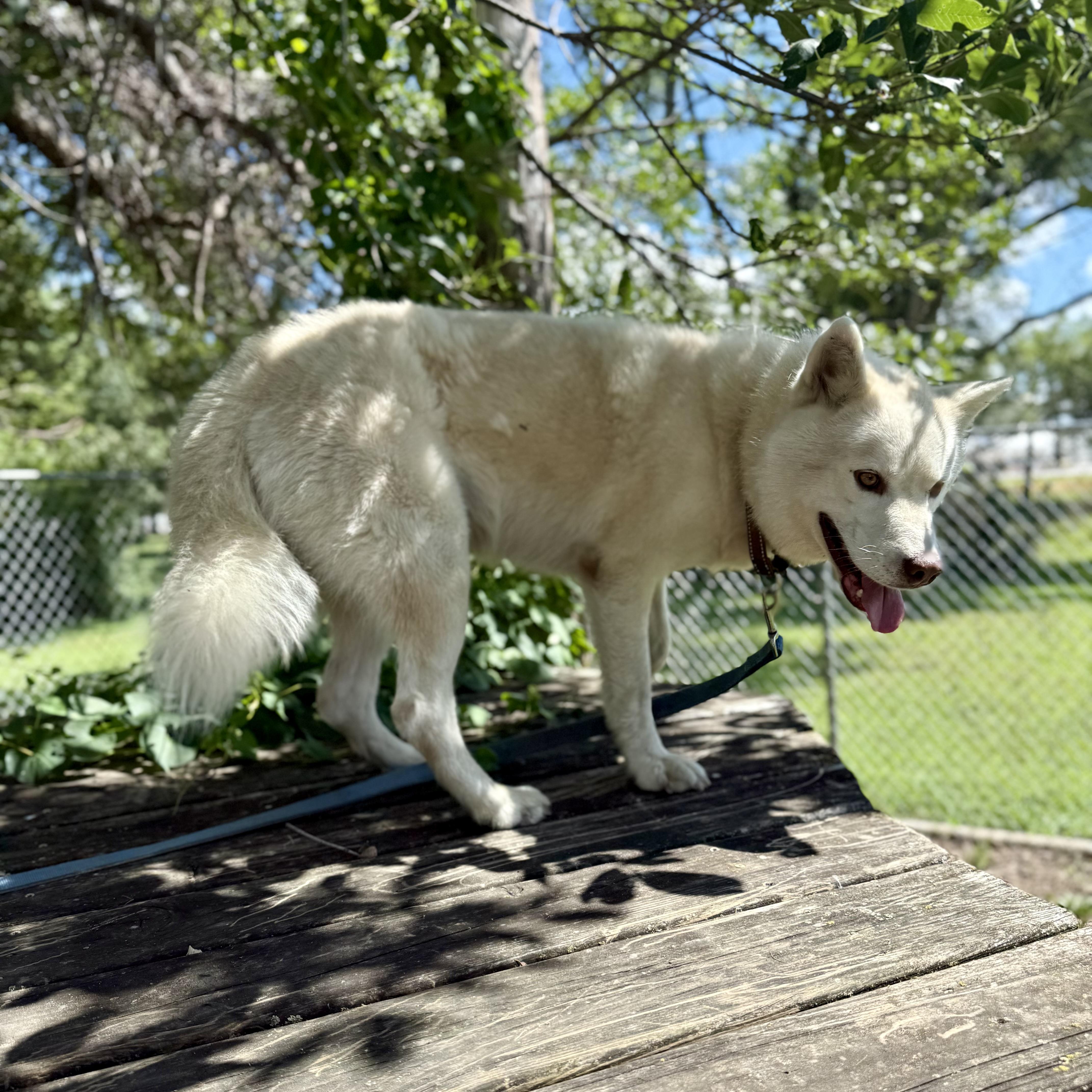 Rango, an adoptable Pomsky in Albany, MO, 64402 | Photo Image 3