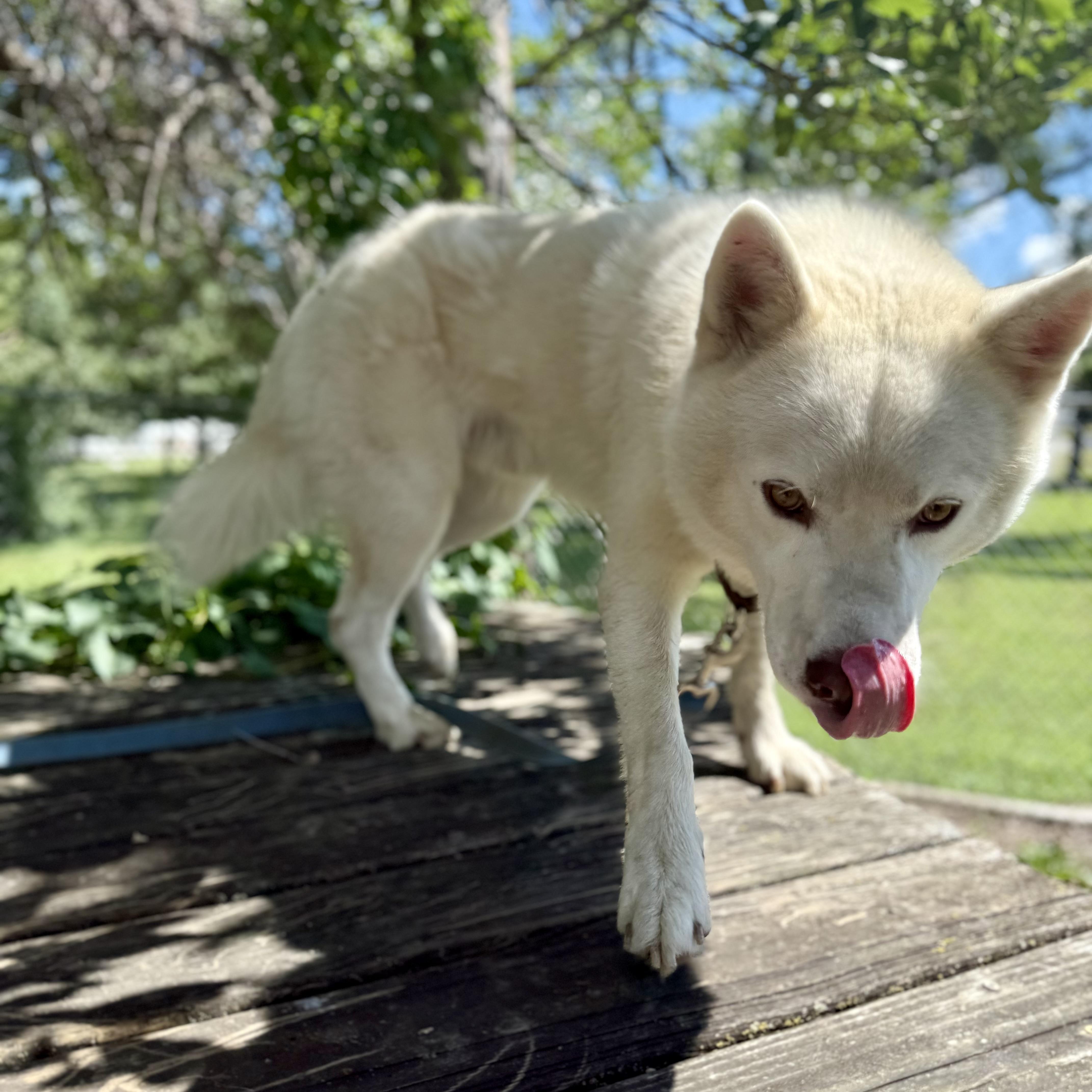 Rango, an adoptable Pomsky in Albany, MO, 64402 | Photo Image 2