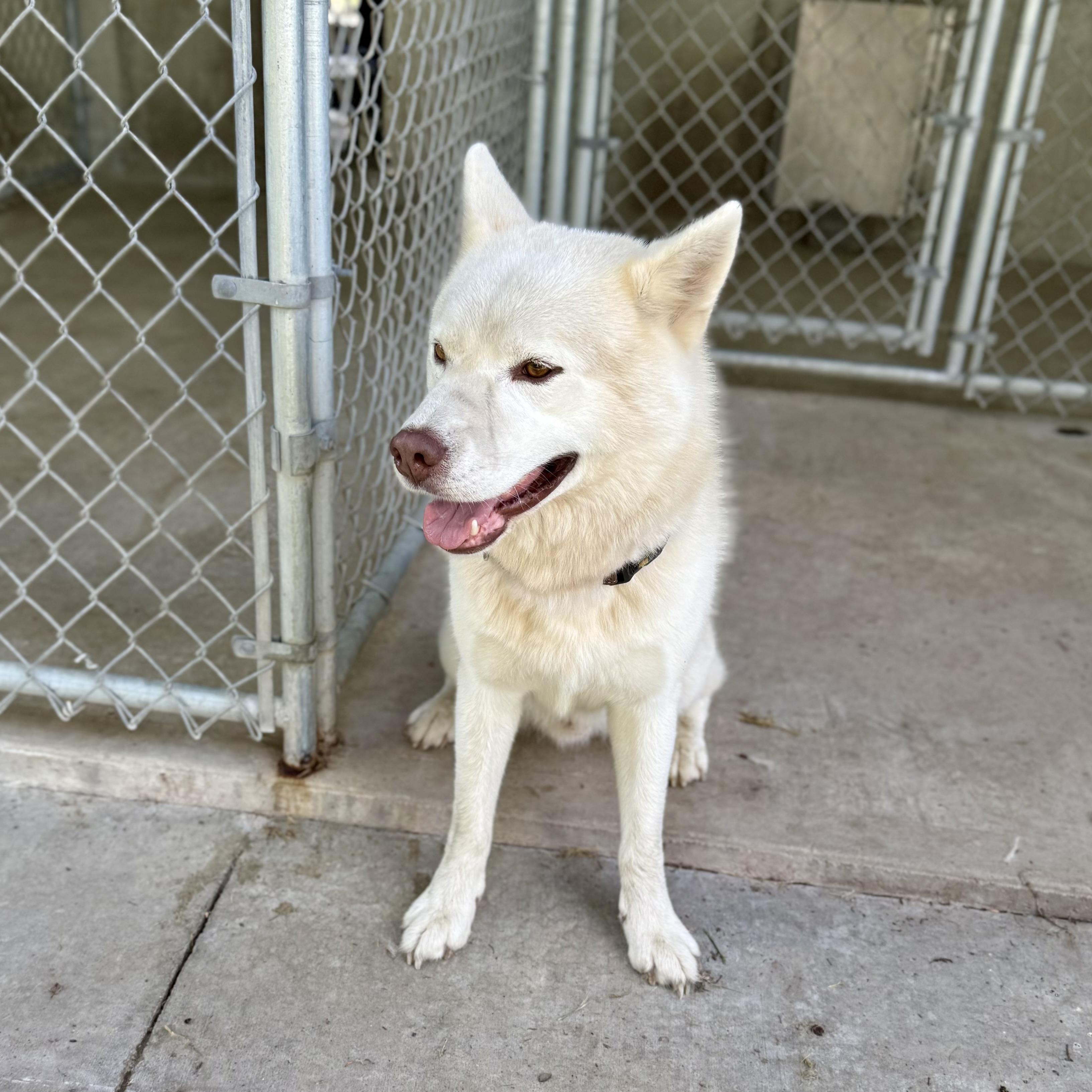 Rango, an adoptable Pomsky in Albany, MO, 64402 | Photo Image 4