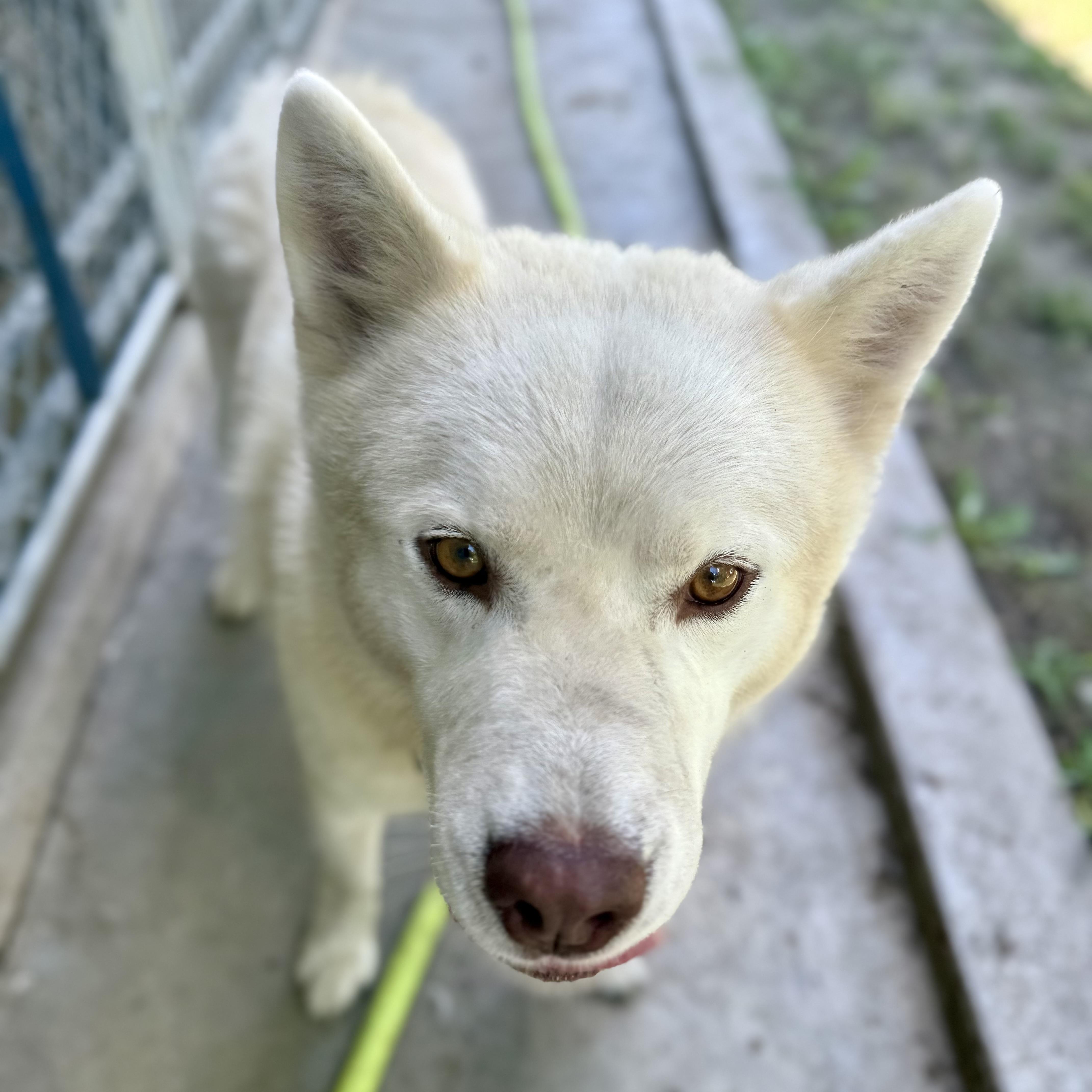Rango, an adoptable Pomsky in Albany, MO, 64402 | Photo Image 6