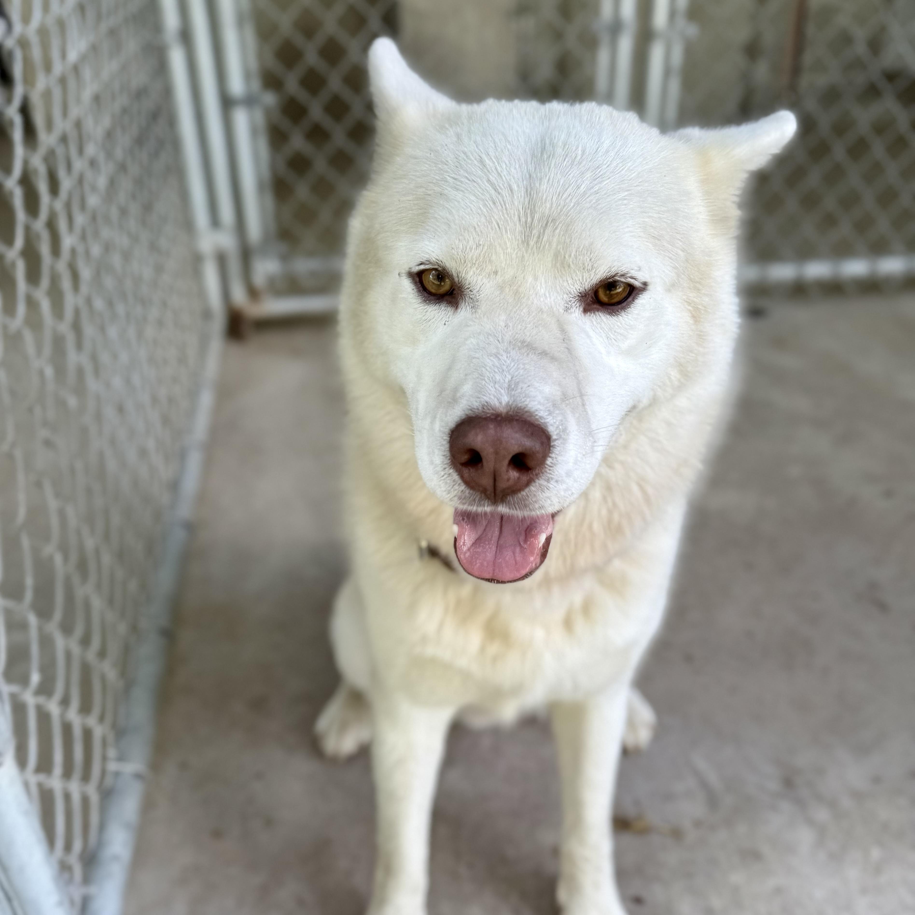 Rango, an adoptable Pomsky in Albany, MO, 64402 | Photo Image 5