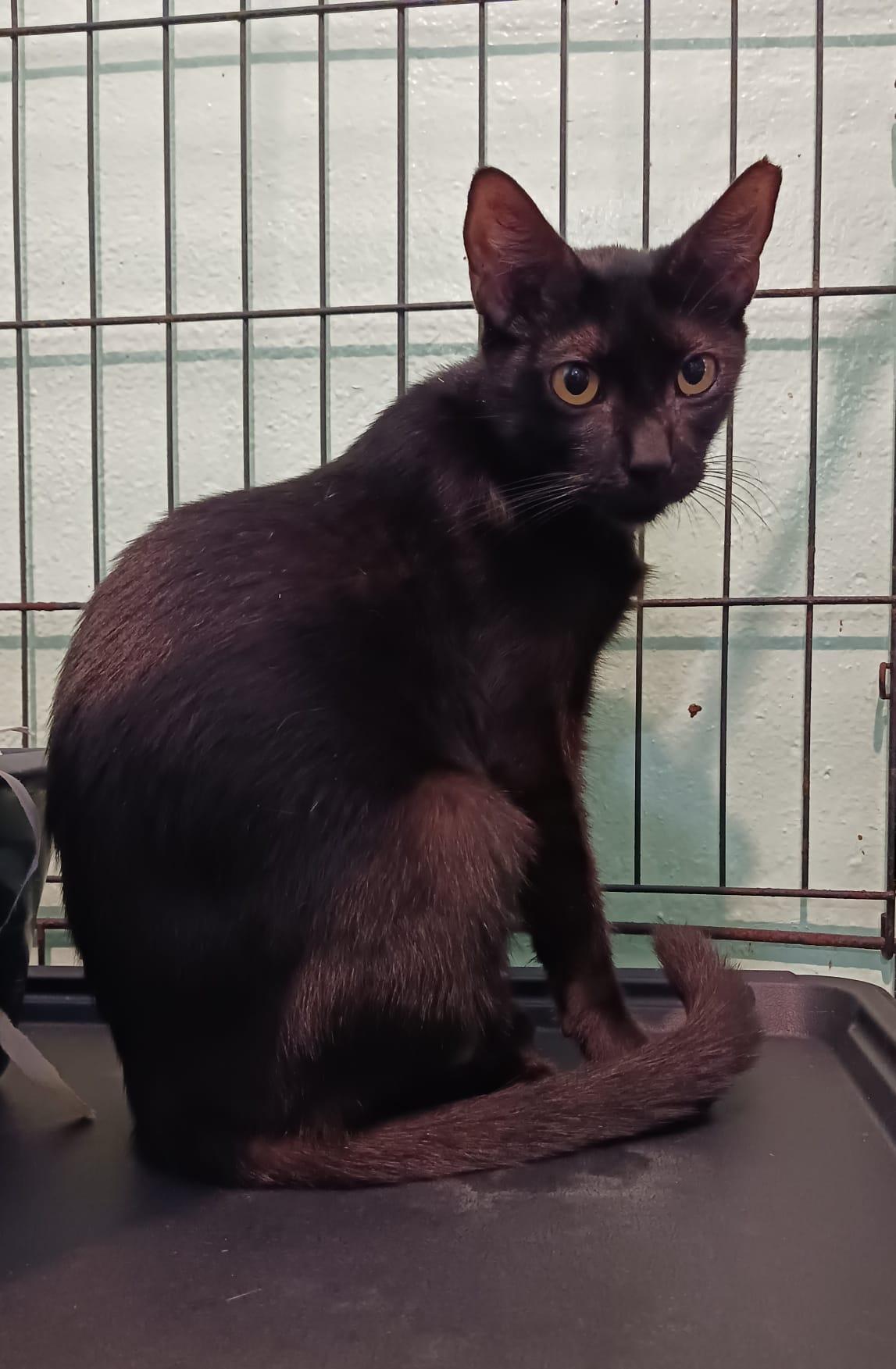 Esme, a Adoptable Domestic Short Hair in Manchester, NH image 1/6