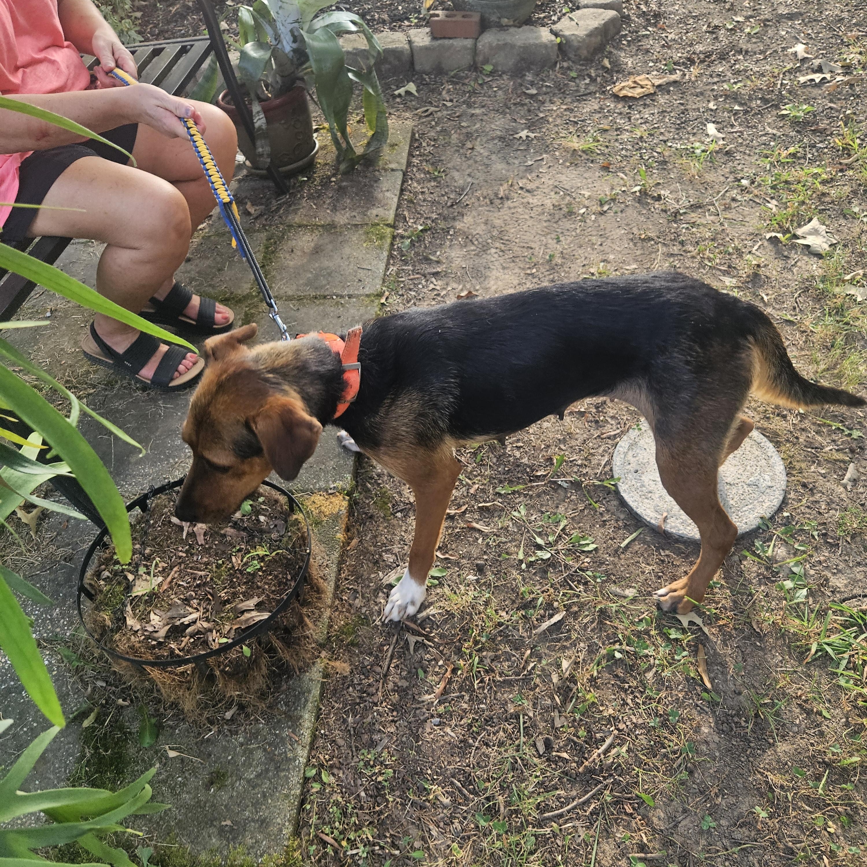 Enlarge Risa Momma , an adopted mixed breed in Medfield, MA image 3/3