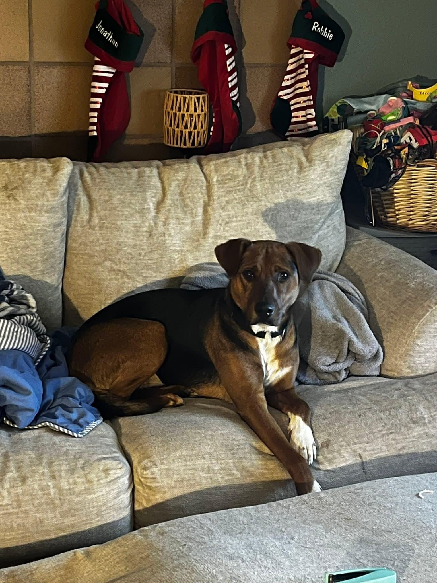 Enlarge Risa Momma , an adopted mixed breed in Medfield, MA image 1/3