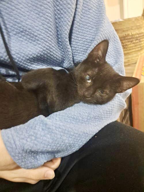 Noir, Willow Grove Area, (FCID 11/04/2025-124)