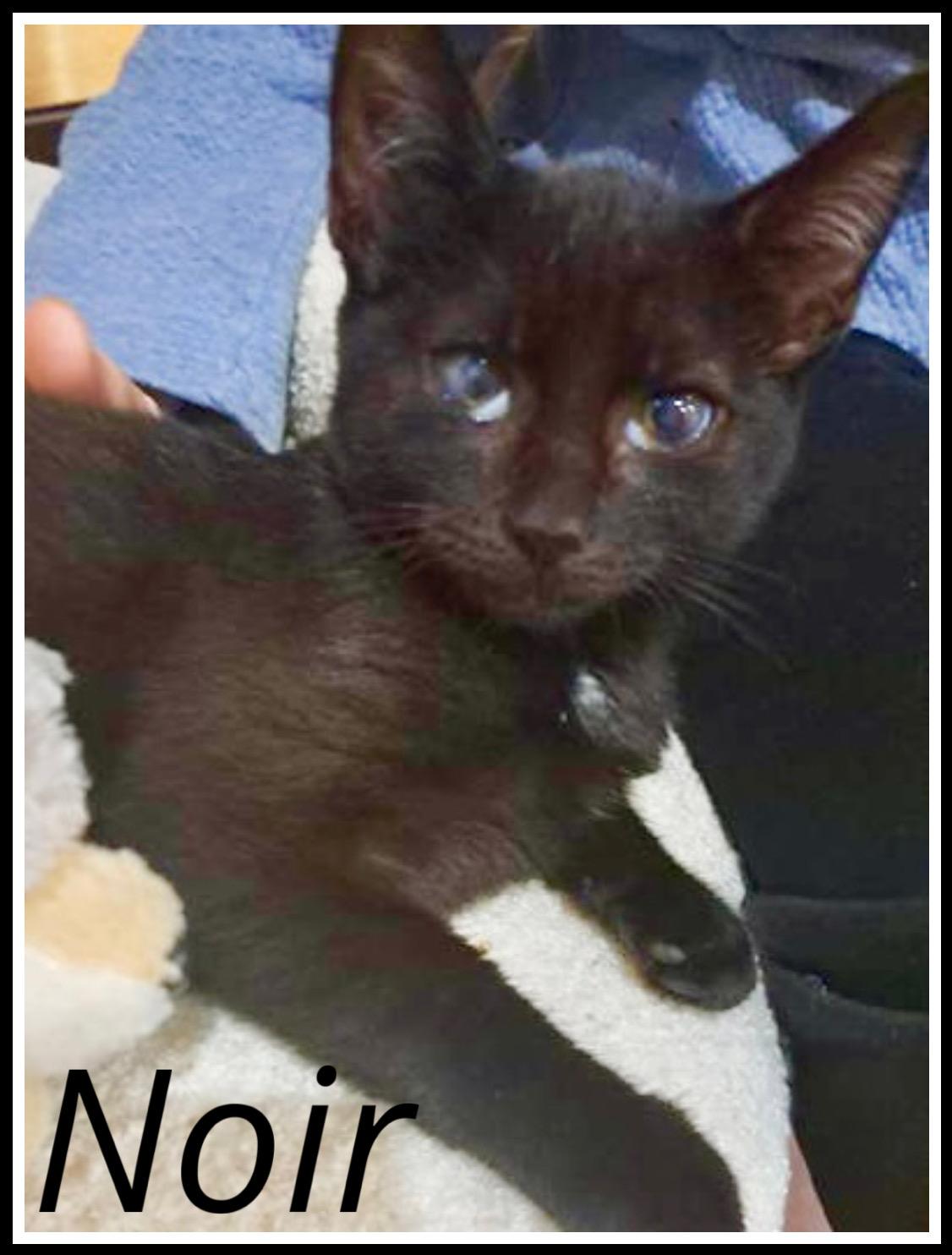 Noir, Willow Grove Area, (FCID 11/04/2025-124)