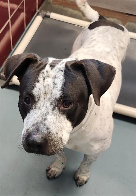 MURPHY, Adoptable, Young Male Staffordshire Bull Terrier & Mixed Breed.