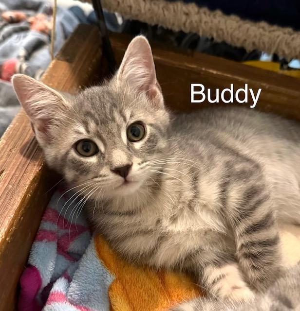 Buddy, Adoptable, Kitten Male Domestic Short Hair.