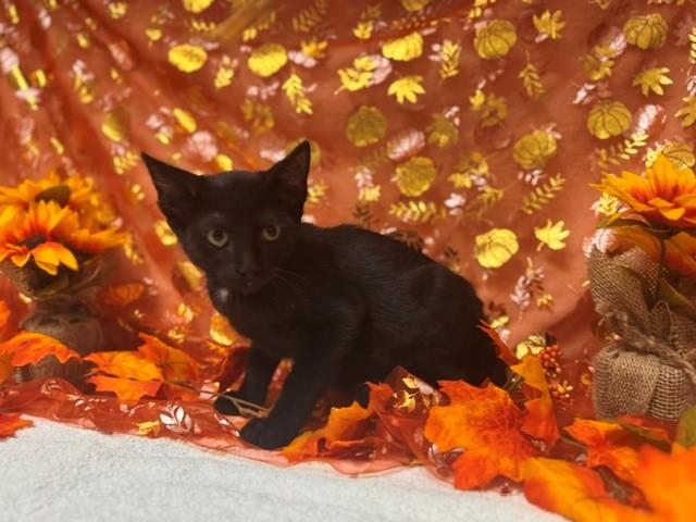 Enlarge WEEBLES, a Adoptable Domestic Short Hair in Fairfield, CA image 1/1