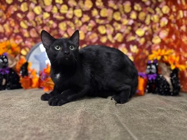 WEEBLES, Adoptable, Kitten Male Domestic Short Hair.