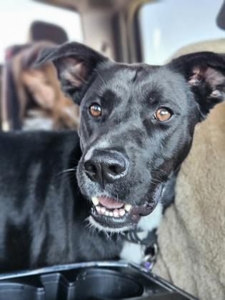 Hayden, Adoptable, Adult Male Shepherd & Mixed Breed.