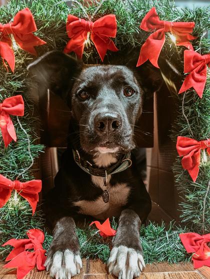 Hayden, a Adoptable mixed breed in Fort Worth, TX image 2/3