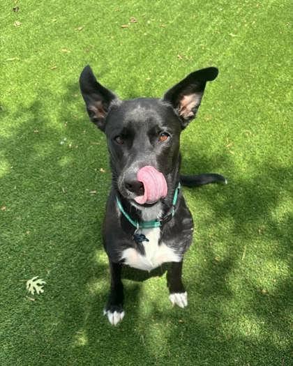 Enlarge Hayden, a Adoptable mixed breed in Fort Worth, TX image 2/2