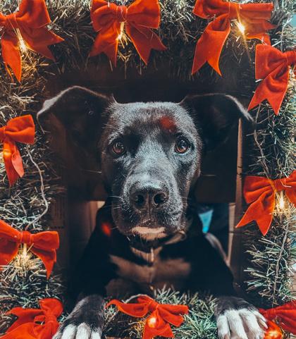 Hayden, a Adoptable mixed breed in Fort Worth, TX image 2/3