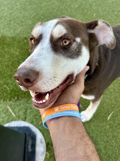 Enlarge Nova, a Adoptable mixed breed in Wichita, KS image 2/3