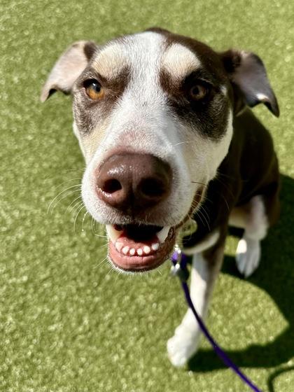 Enlarge Nova, a Adoptable mixed breed in Wichita, KS image 3/3