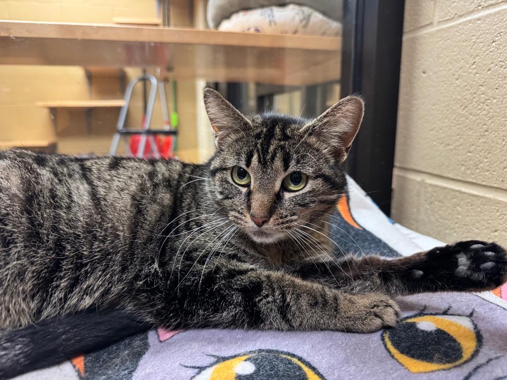 Tullamore Dew, Adoptable, Young Female Domestic Short Hair.