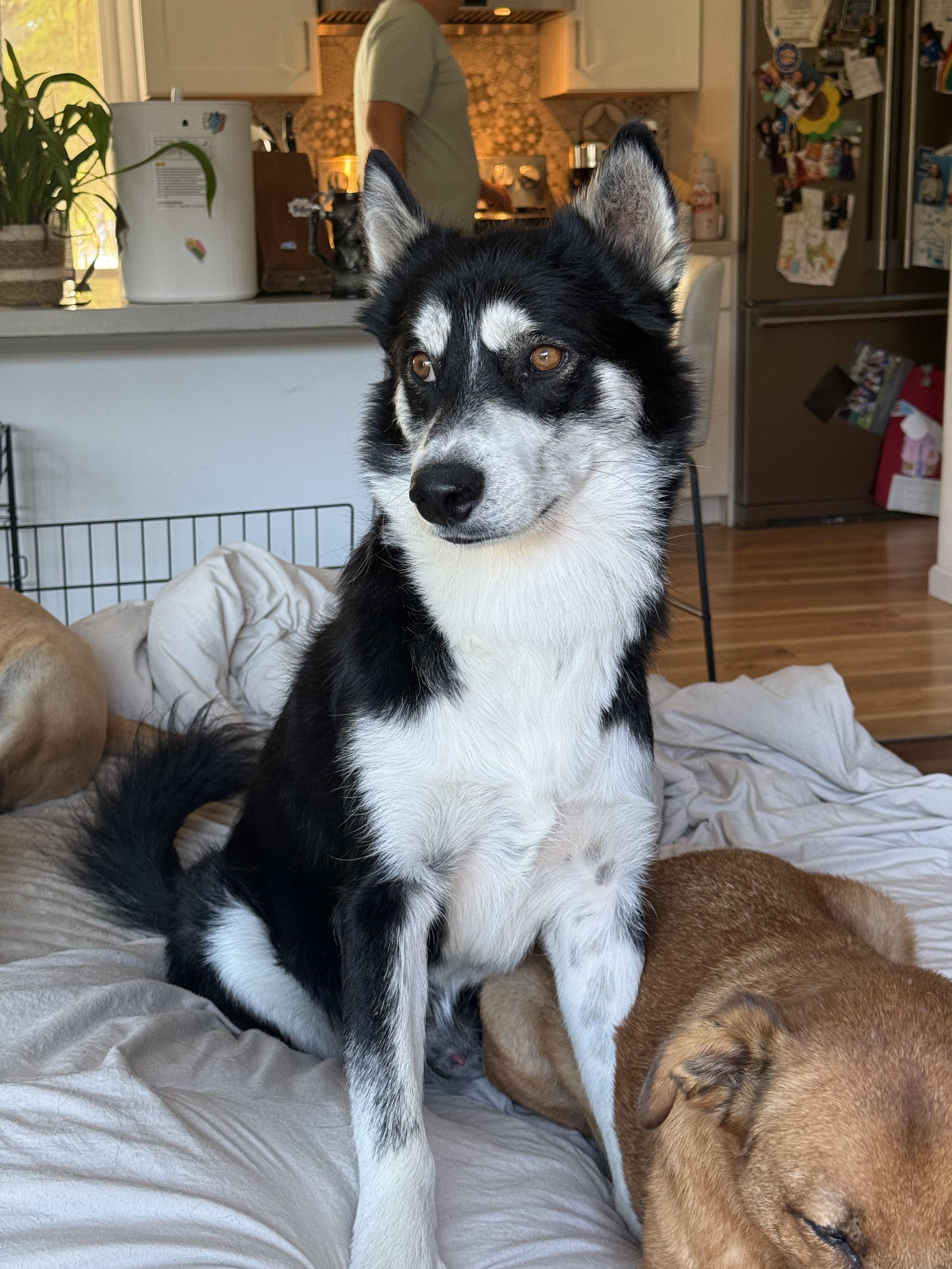 Bart, adoptable, Adult Male Siberian Husky & Alaskan Malamute.