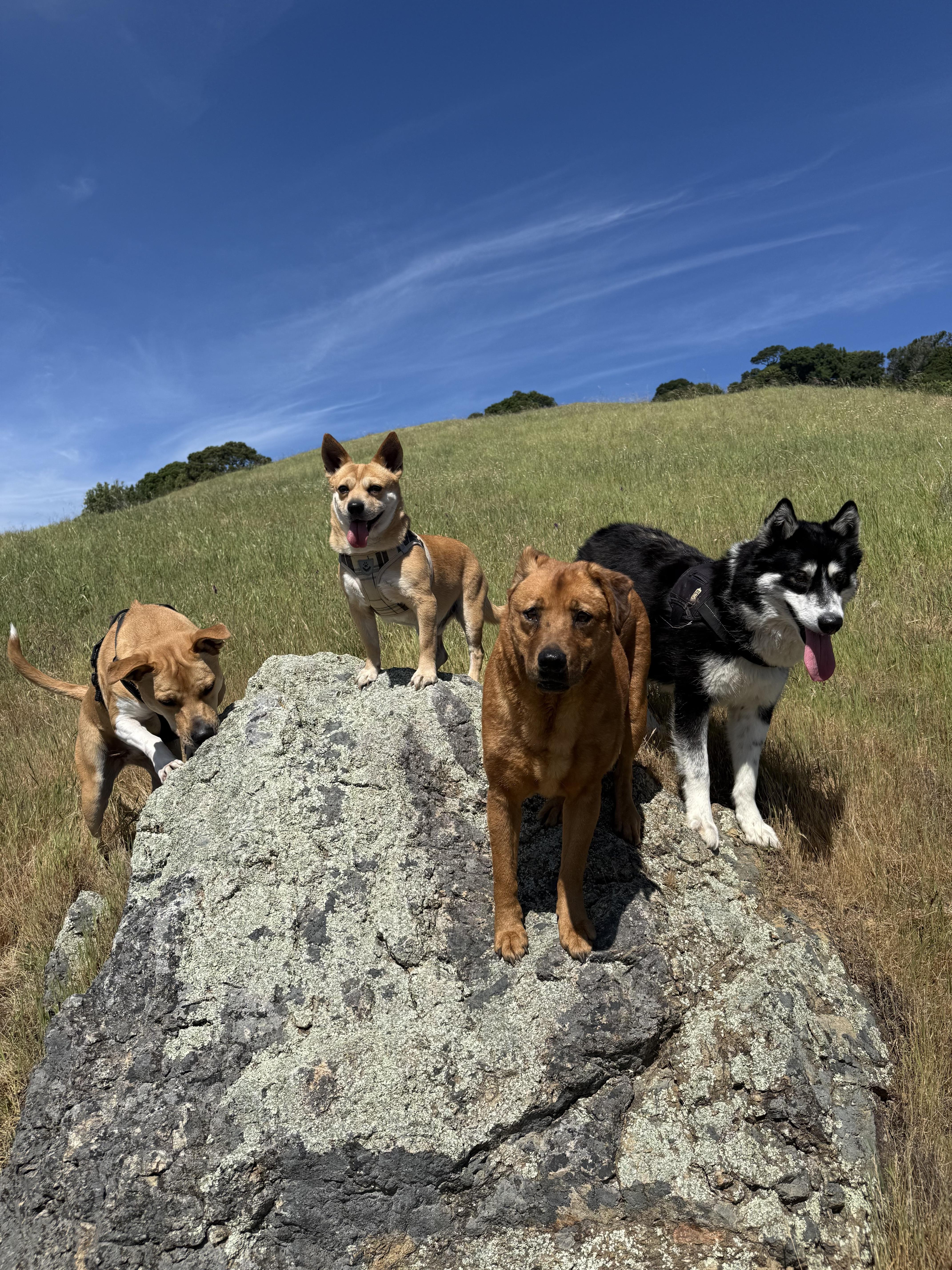 Bart, an adoptable mixed breed in Novato, CA image 5/5